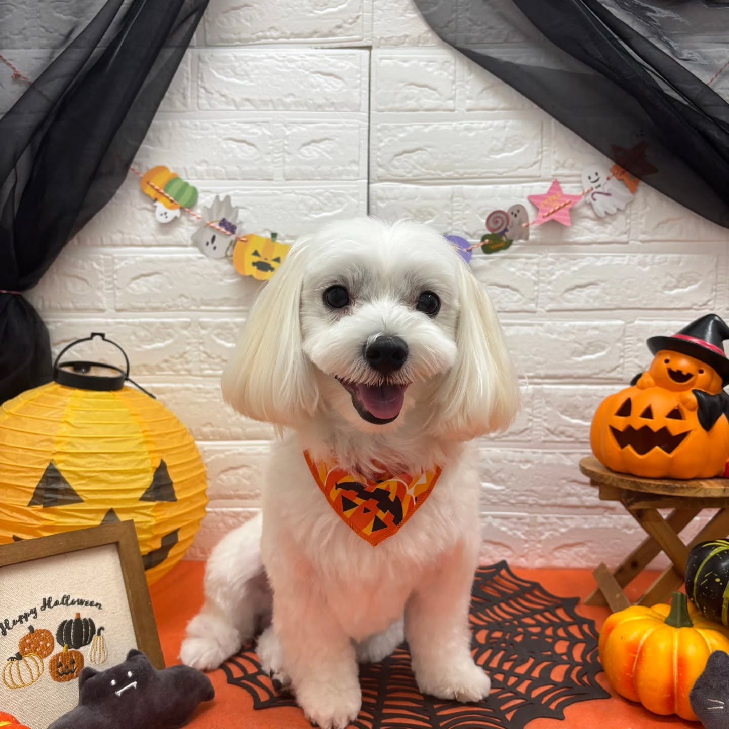 🎃🦇🕸🎃🦇🕸🎃🦇🕸