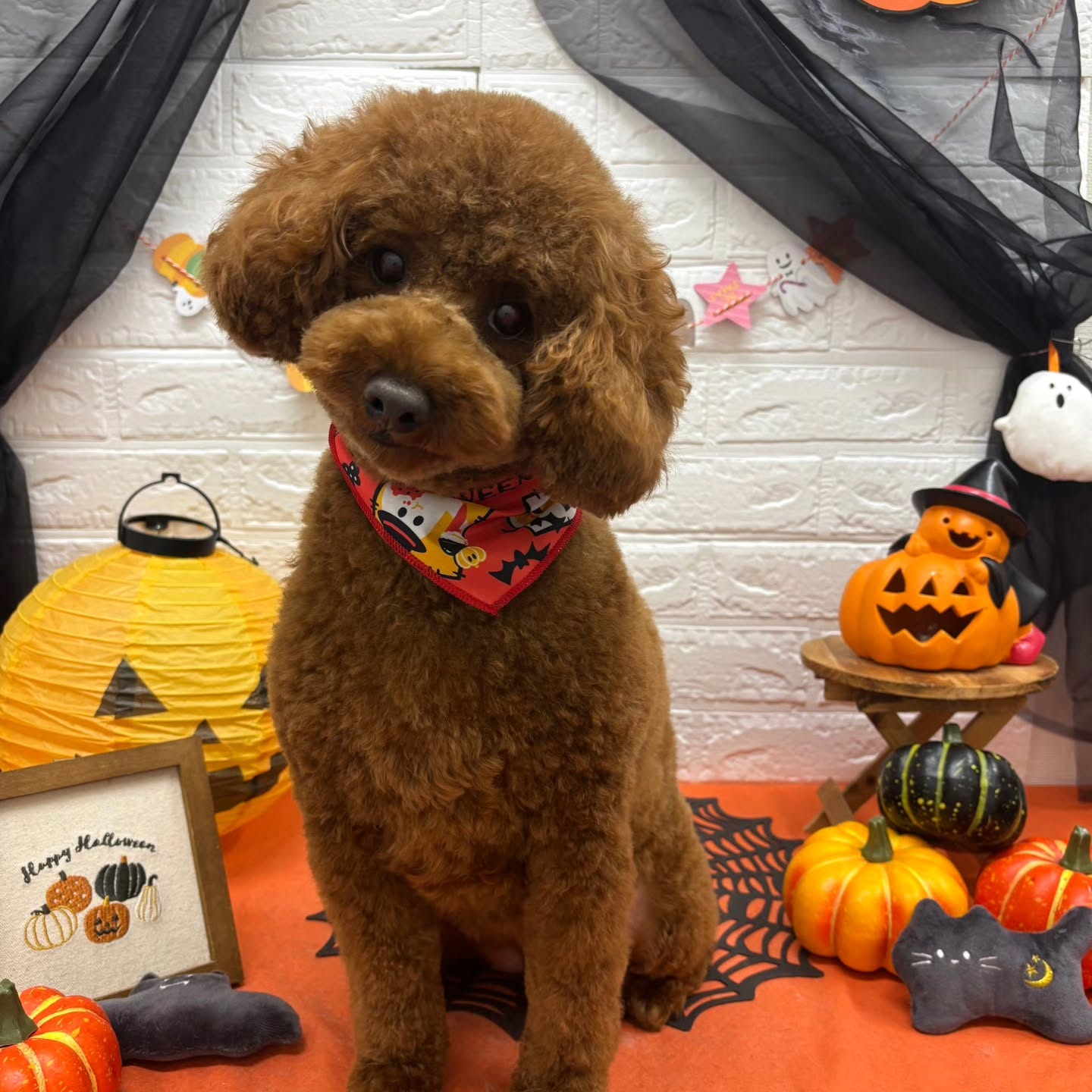 🎃🦇🕸🎃🦇🕸🎃🦇🕸