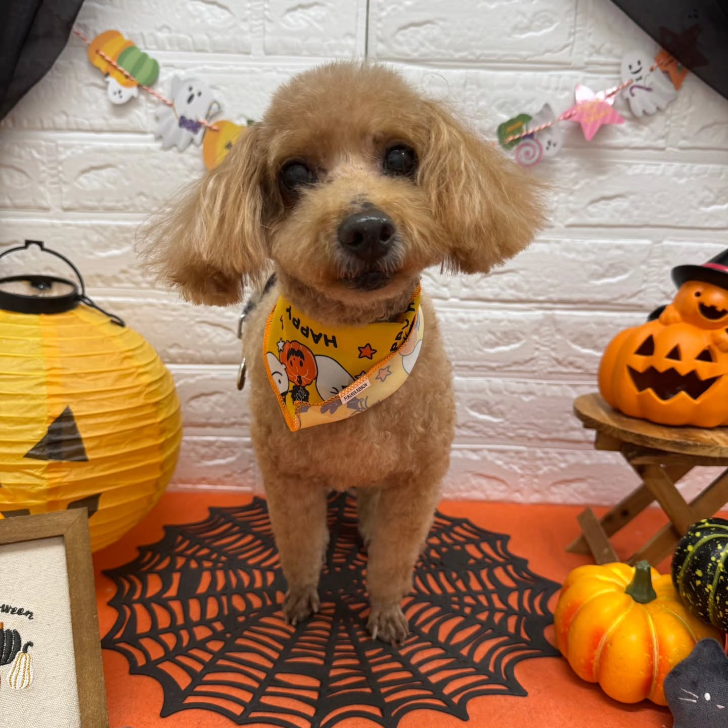 🎃🦇🕸🎃🦇🕸🎃🦇🕸