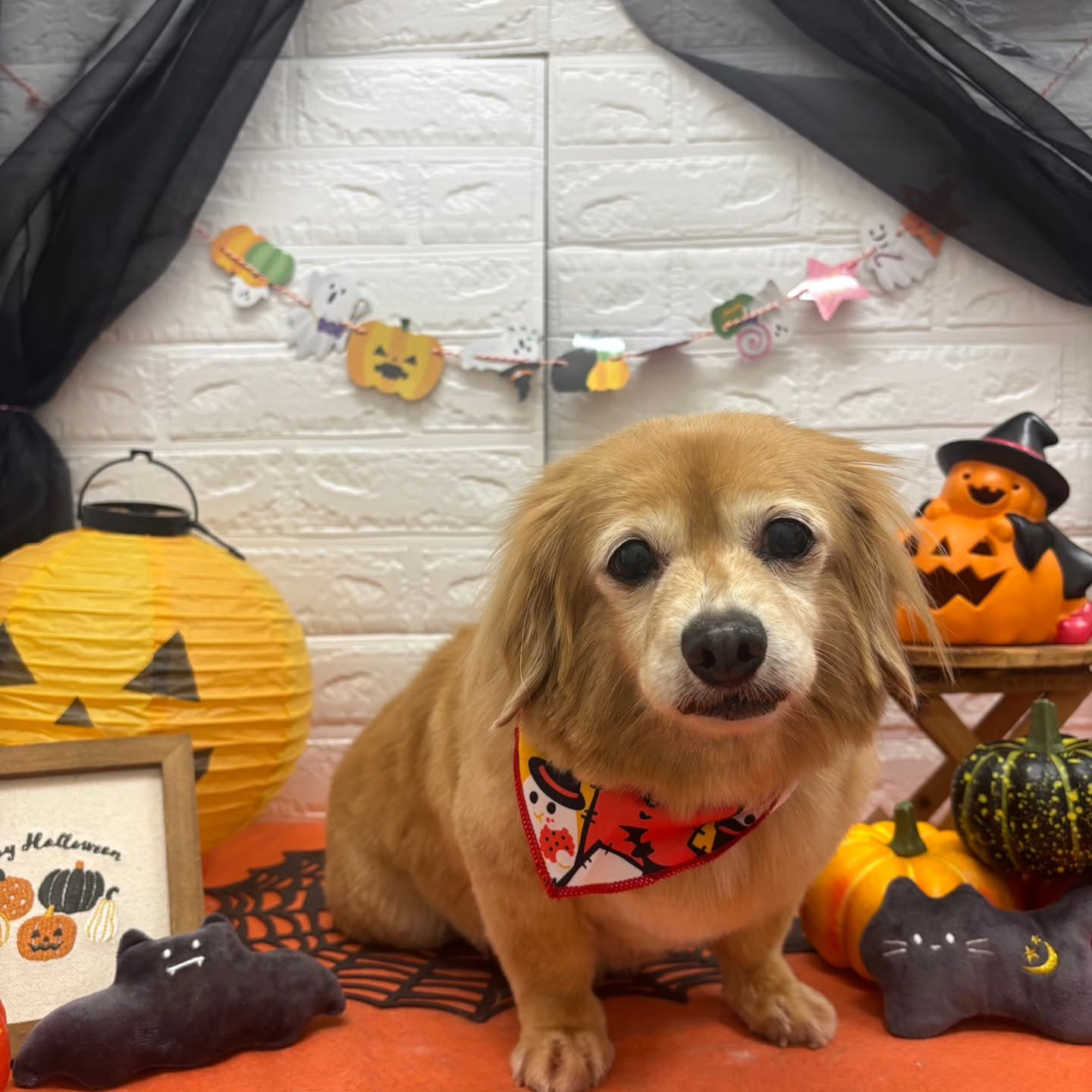 🎃🦇🕸🎃🦇🕸🎃🦇🕸