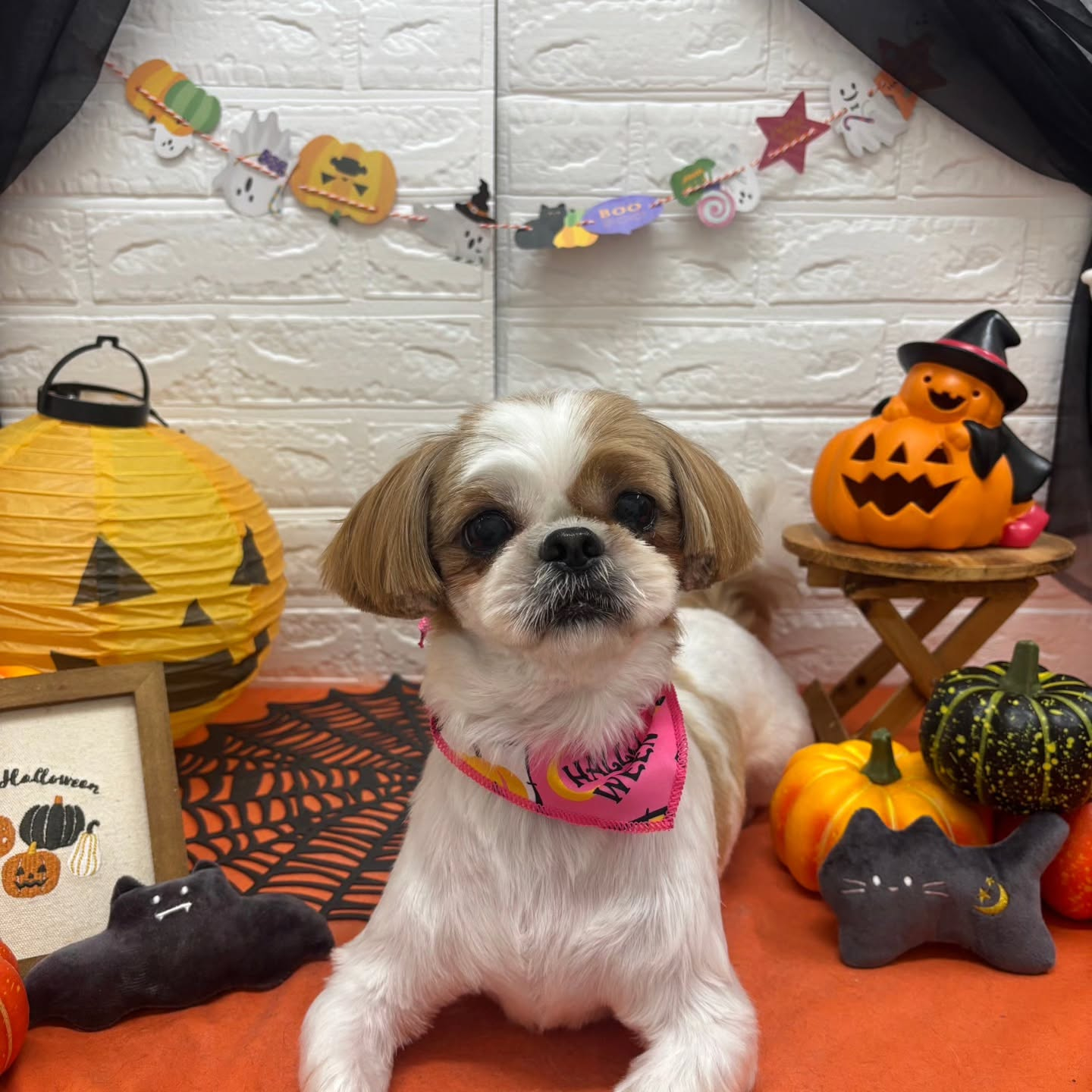 🎃🦇🕸🎃🦇🕸🎃🦇🕸