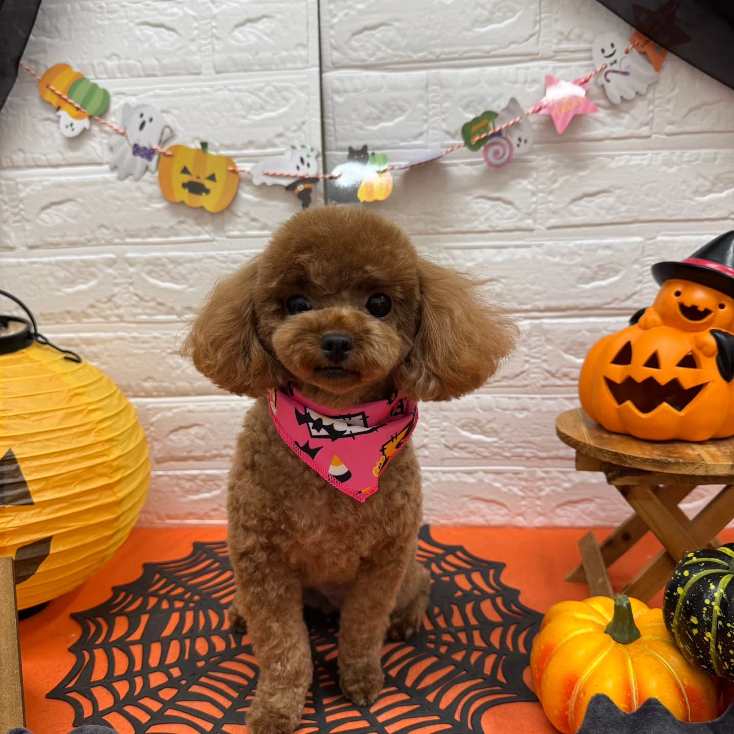 🎃🦇🕸🎃🦇🕸🎃🦇🕸