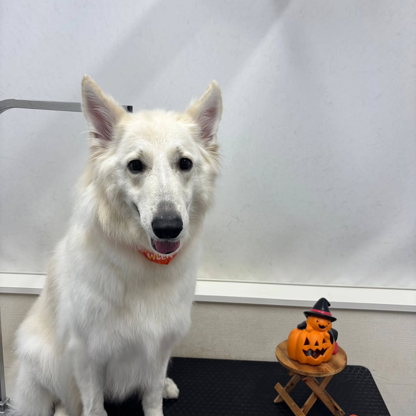 🎃🦇🕸🎃🦇🕸🎃🦇🕸