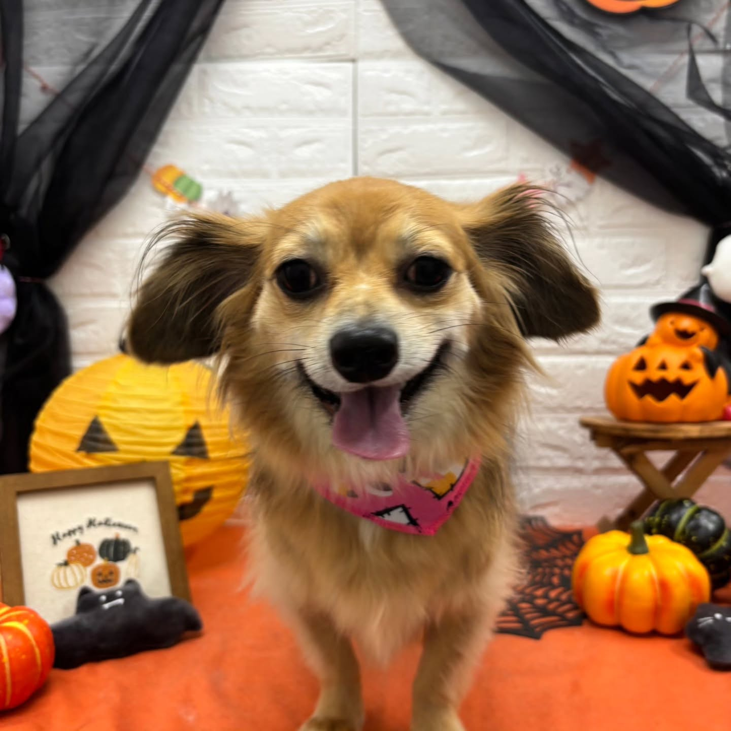 🎃🦇🕸🎃🦇🕸🎃🦇🕸