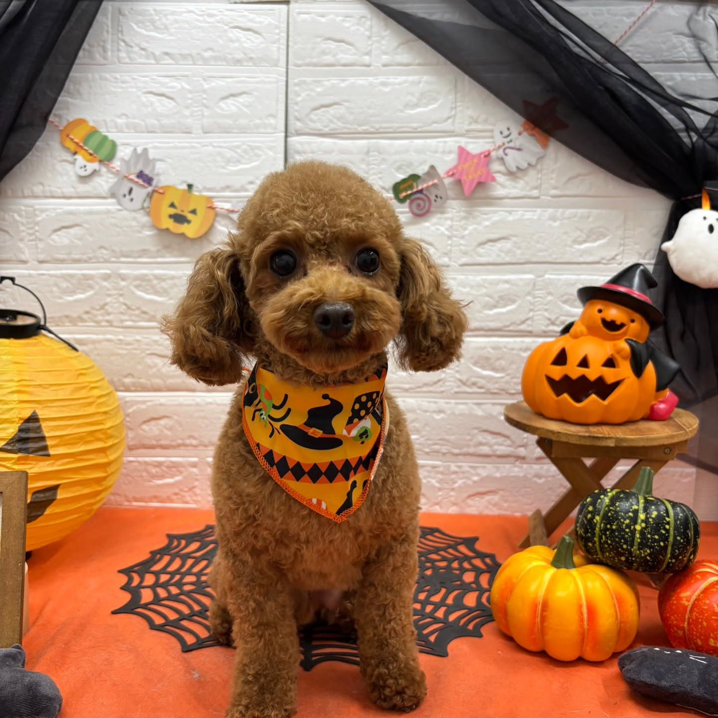 ๐๐ฆ๐ธ๐๐ฆ๐ธ๐๐ฆ๐ธ