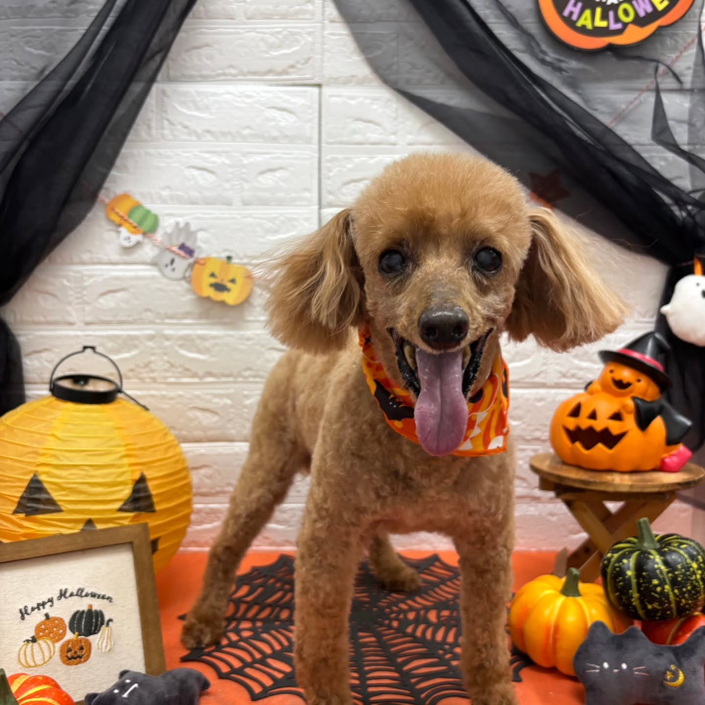 ๐๐ฆ๐ธ๐๐ฆ๐ธ๐๐ฆ๐ธ