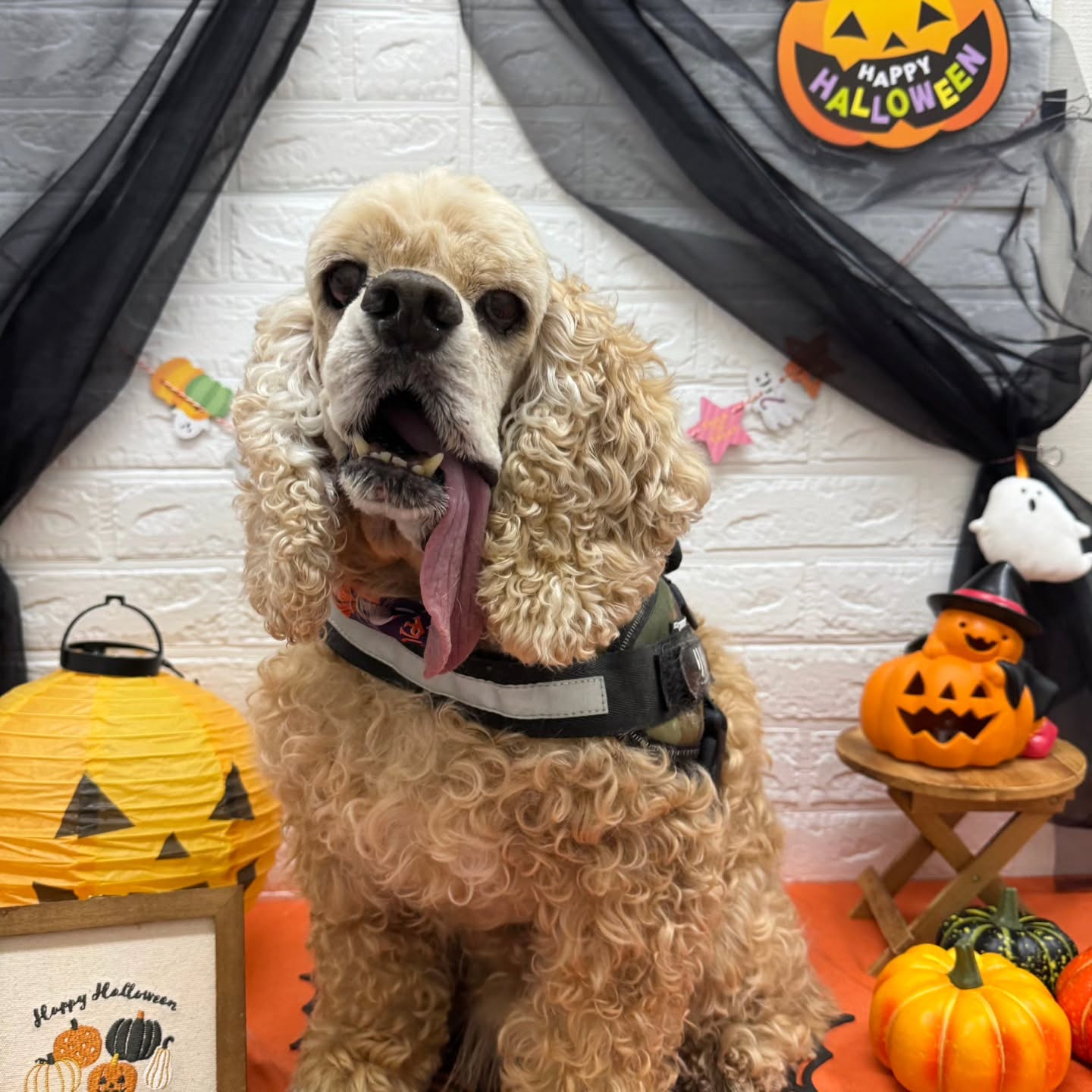 🎃🦇🕸🎃🦇🕸🎃🦇🕸