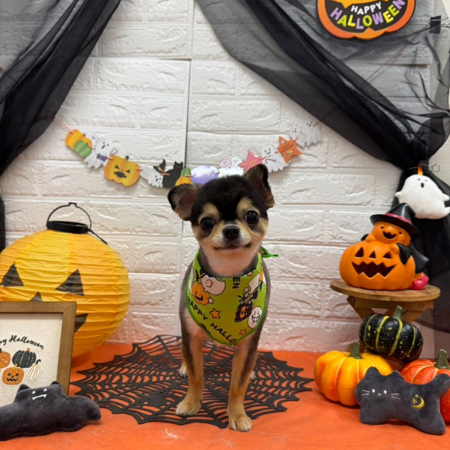 🎃🦇🕸🎃🦇🕸🎃🦇🕸