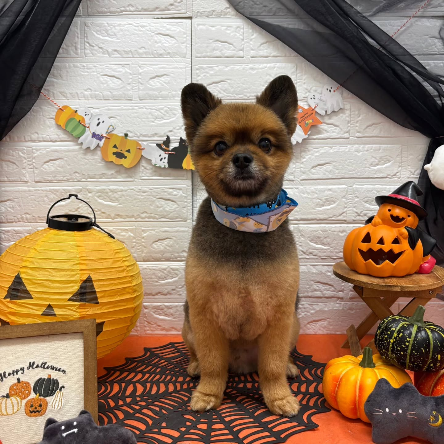 🎃🦇🕸🎃🦇🕸🎃🦇🕸