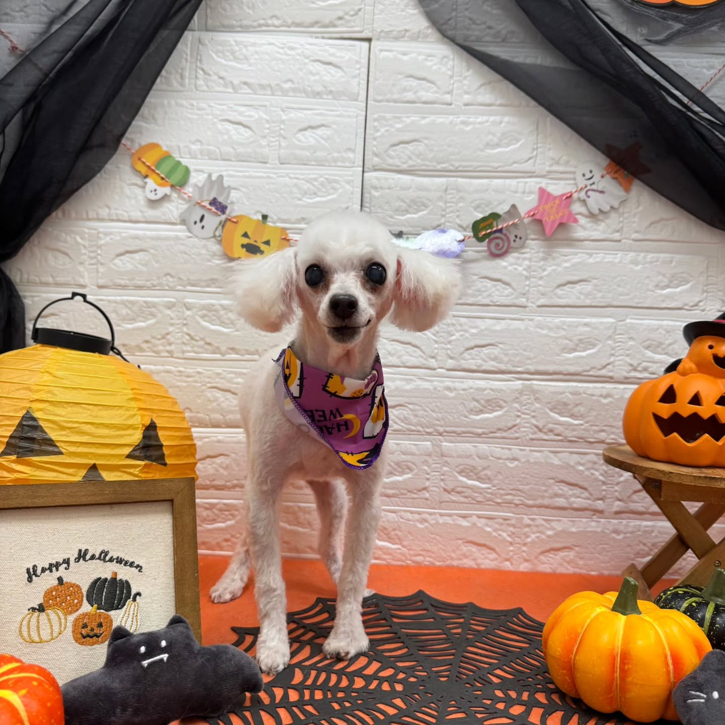 🎃🦇🕸🎃🦇🕸🎃🦇🕸