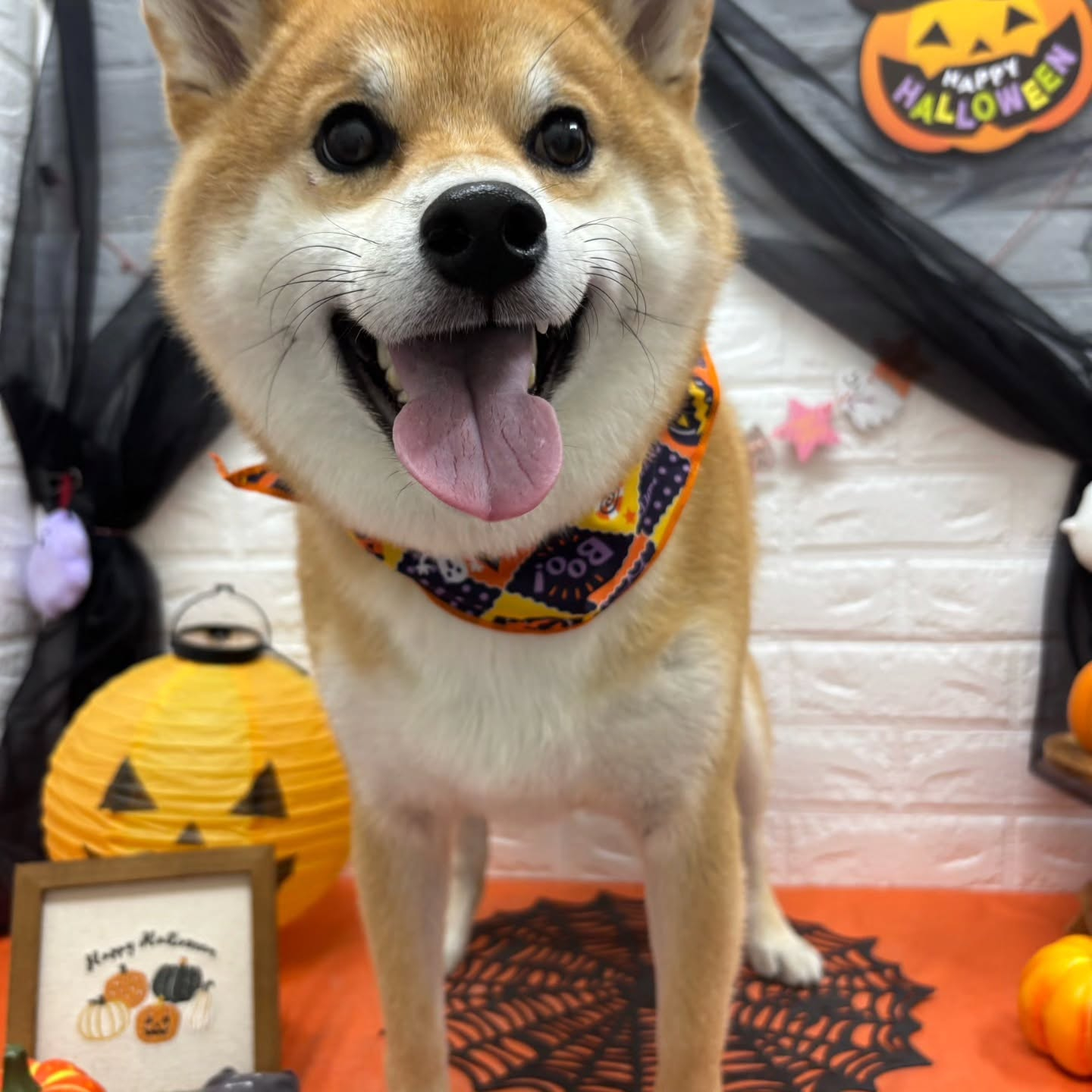 🎃🦇🕸🎃🦇🕸🎃🦇🕸