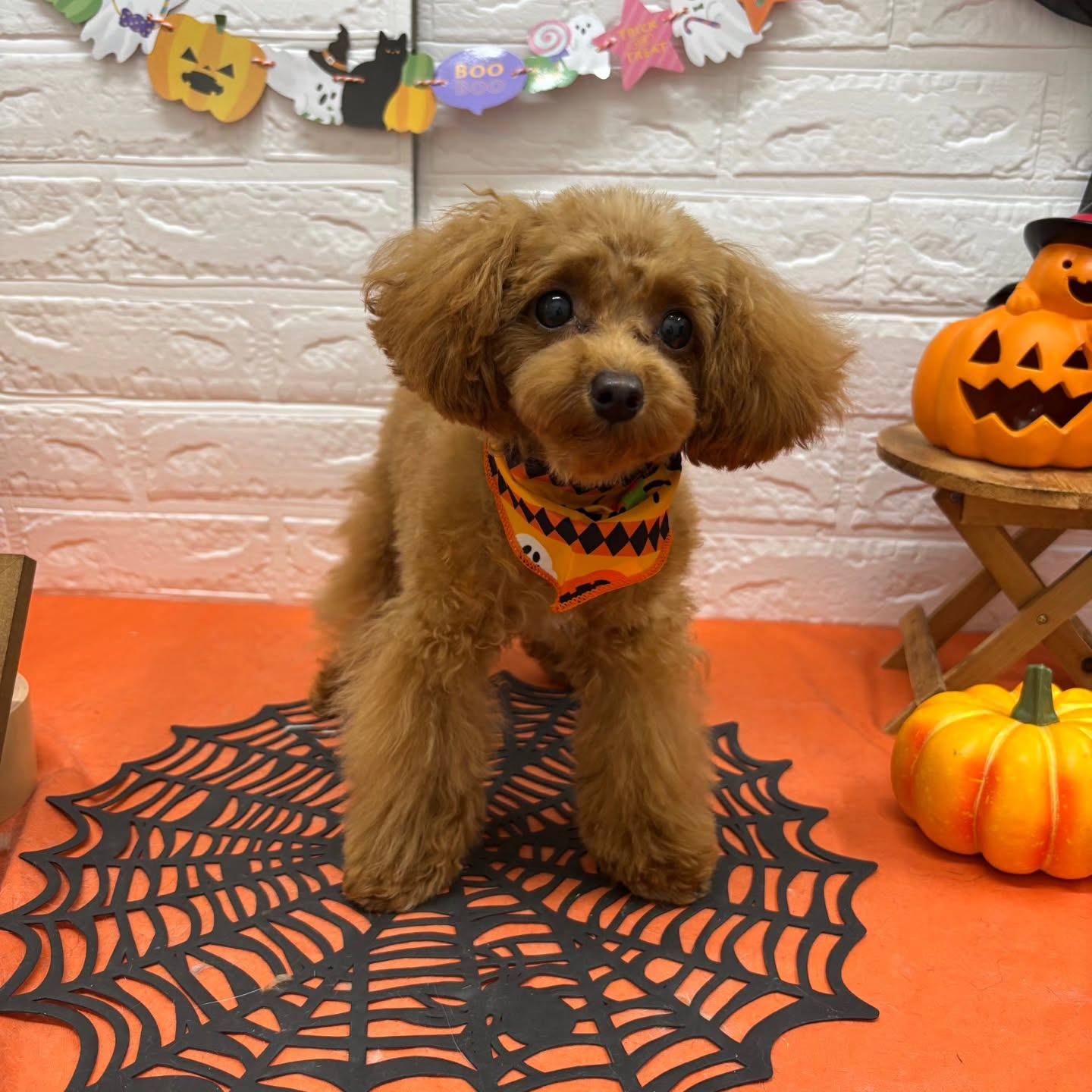 🎃🦇🕸🎃🦇🕸🎃🦇🕸