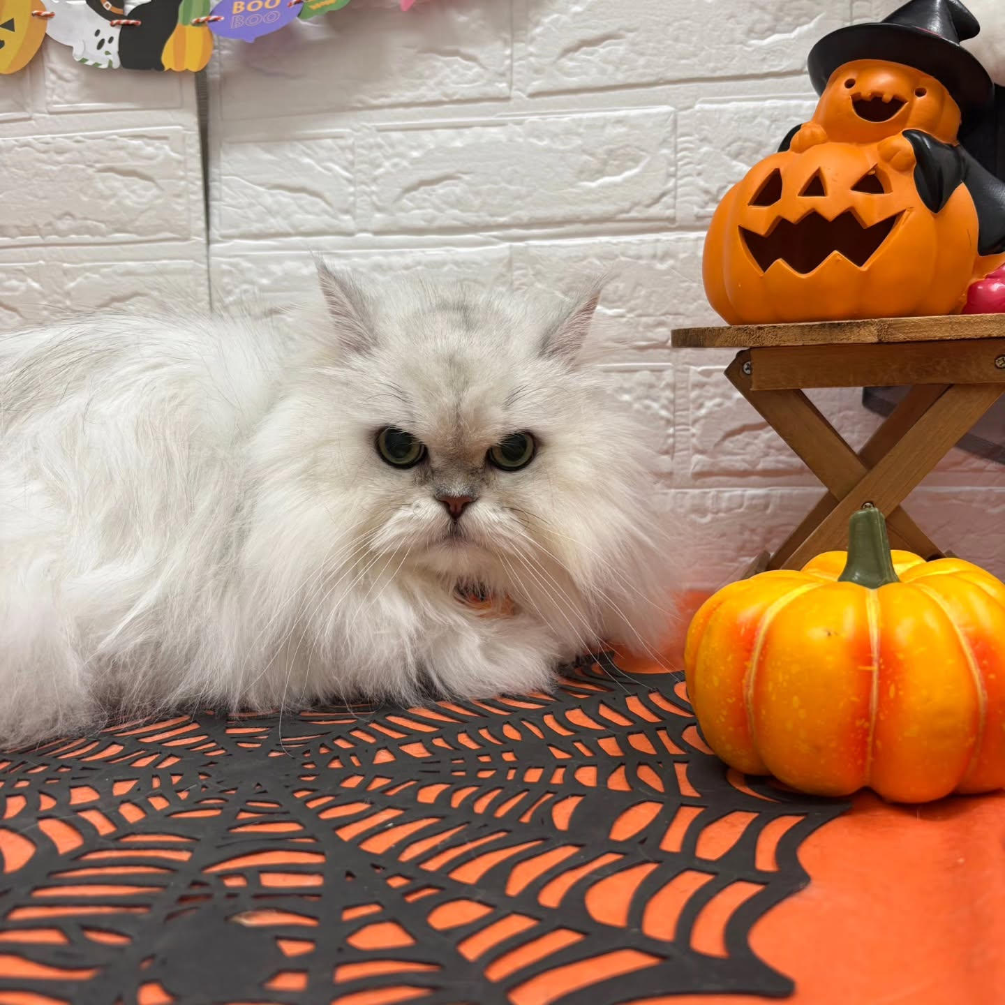 🎃🦇🕸🎃🦇🕸🎃🦇🕸