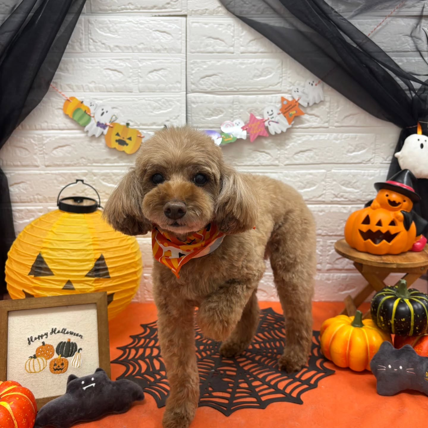 🎃🦇🕸🎃🦇🕸🎃🦇🕸