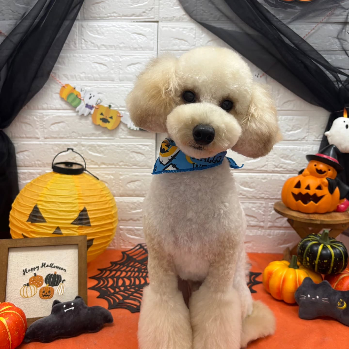 🎃🦇🕸🎃🦇🕸🎃🦇🕸