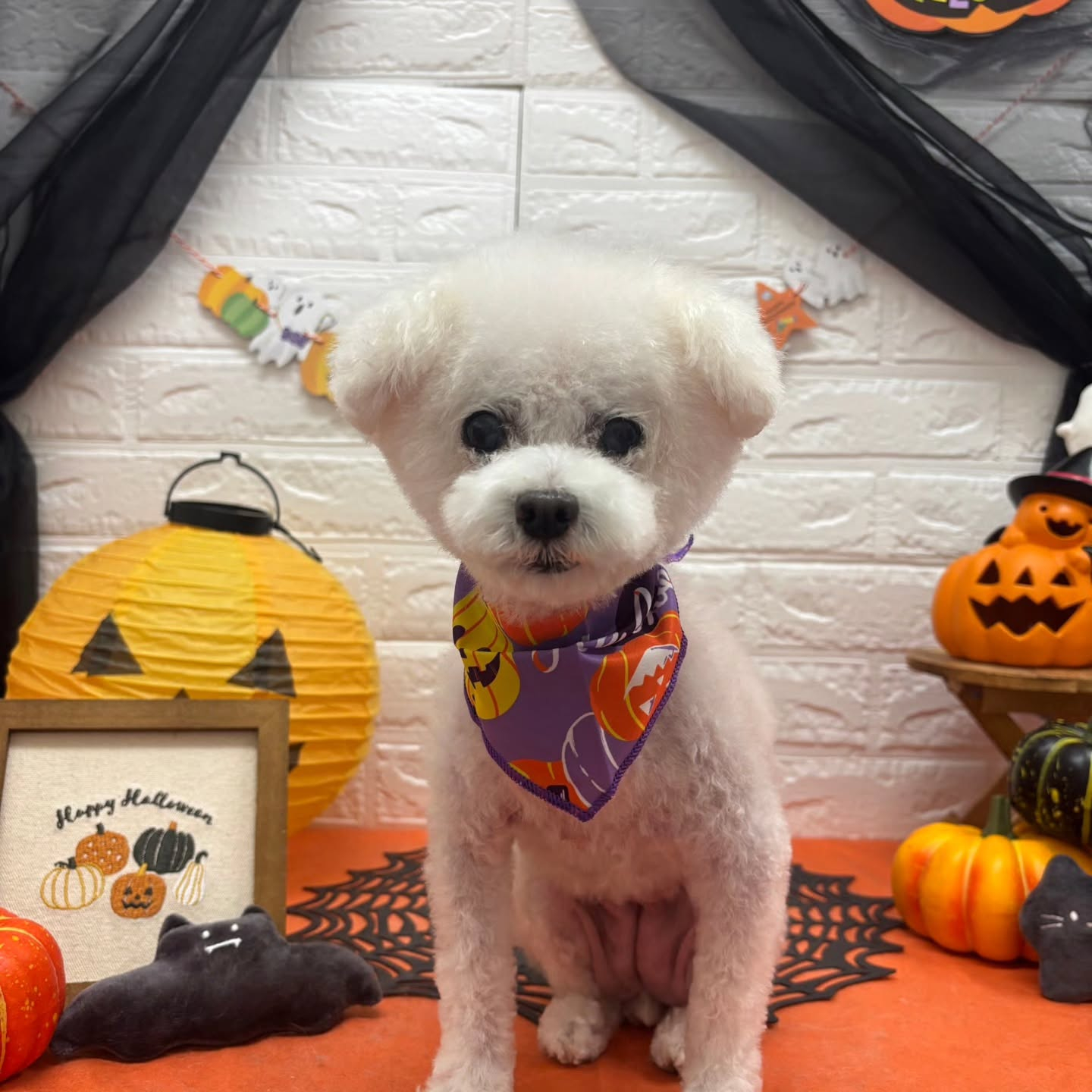 🎃🦇🕸🎃🦇🕸🎃🦇🕸