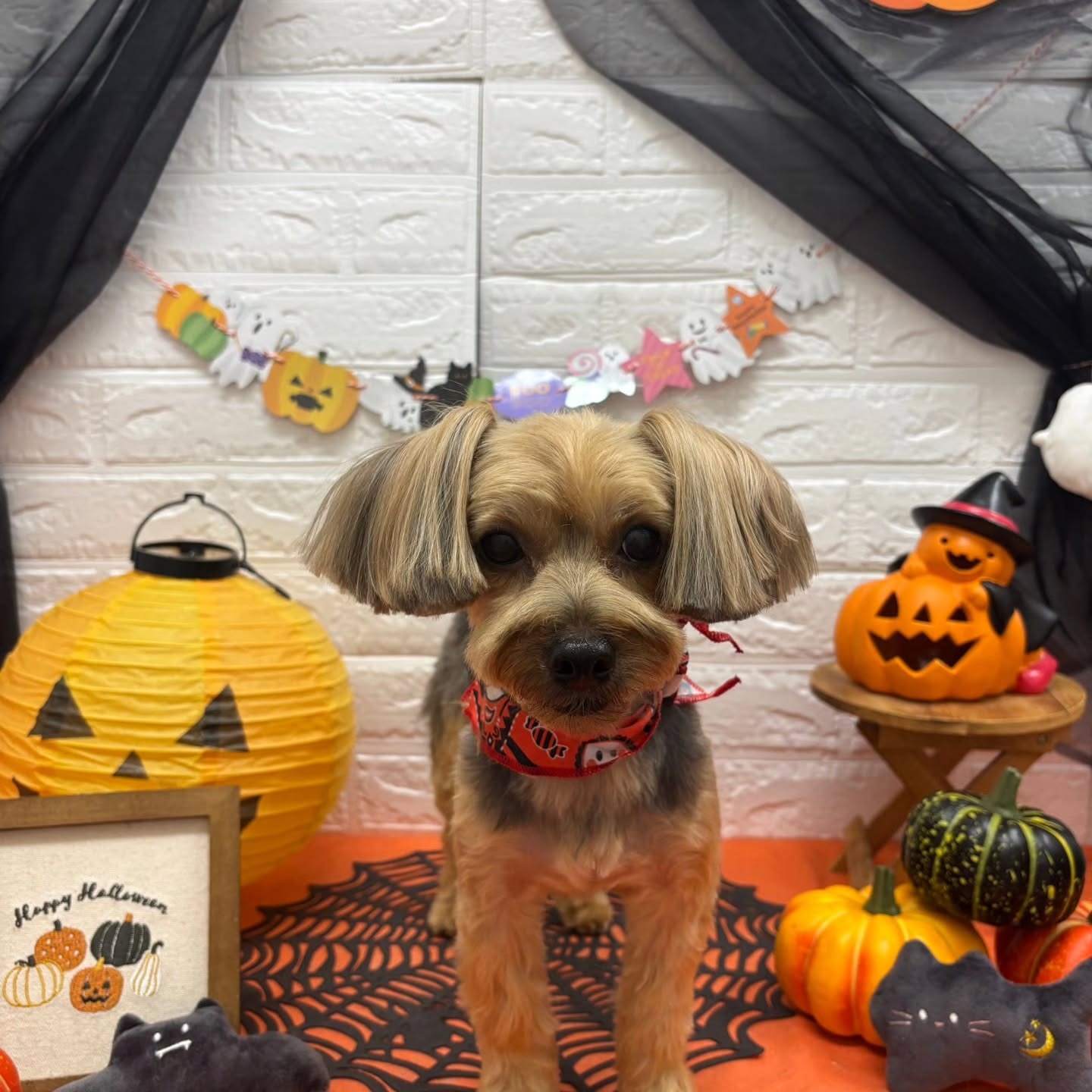 🎃🦇🕸🎃🦇🕸🎃🦇🕸