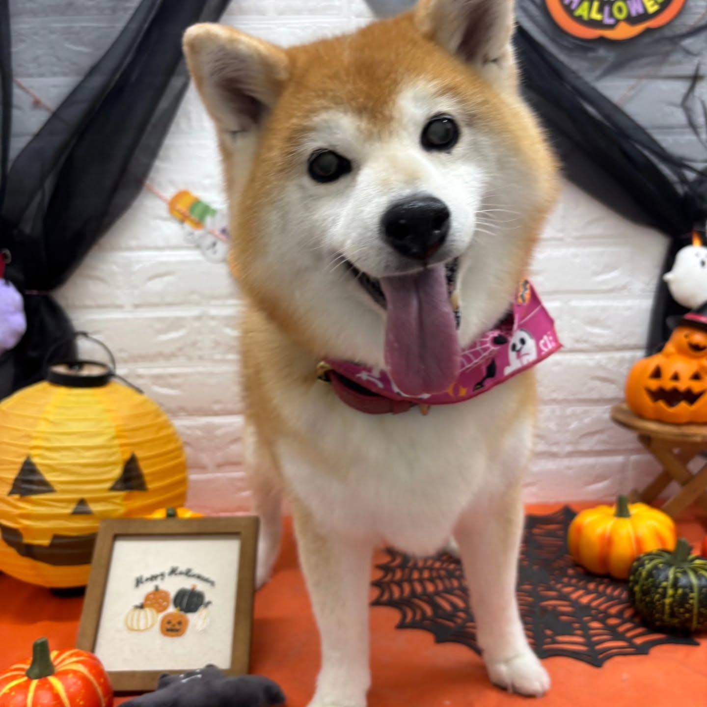 🎃🦇🕸🎃🦇🕸🎃🦇🕸