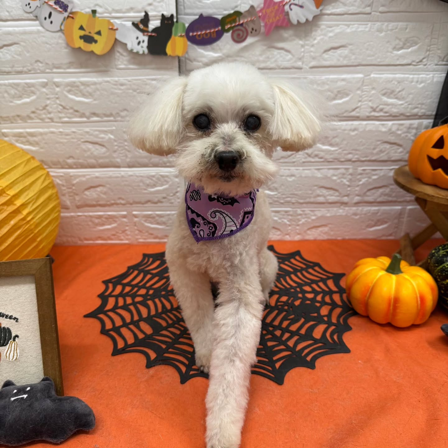 🎃🦇🕸🎃🦇🕸🎃🦇🕸