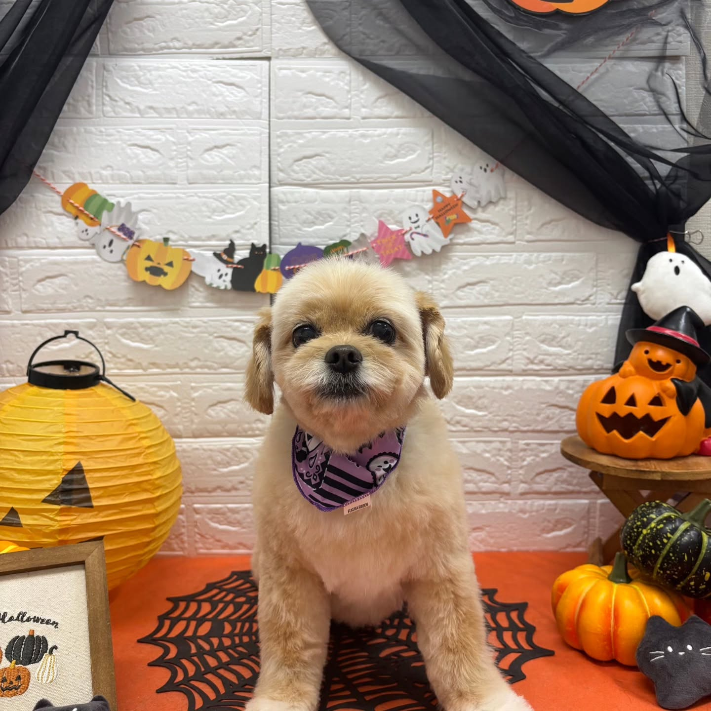 🎃🦇🕸🎃🦇🕸🎃🦇🕸