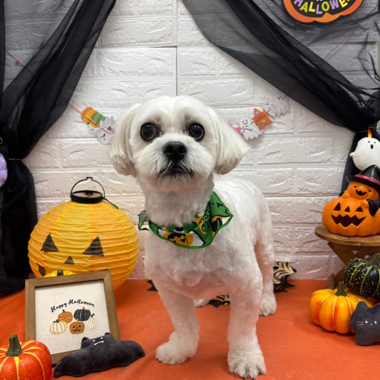 🎃🦇🕸🎃🦇🕸🎃🦇🕸