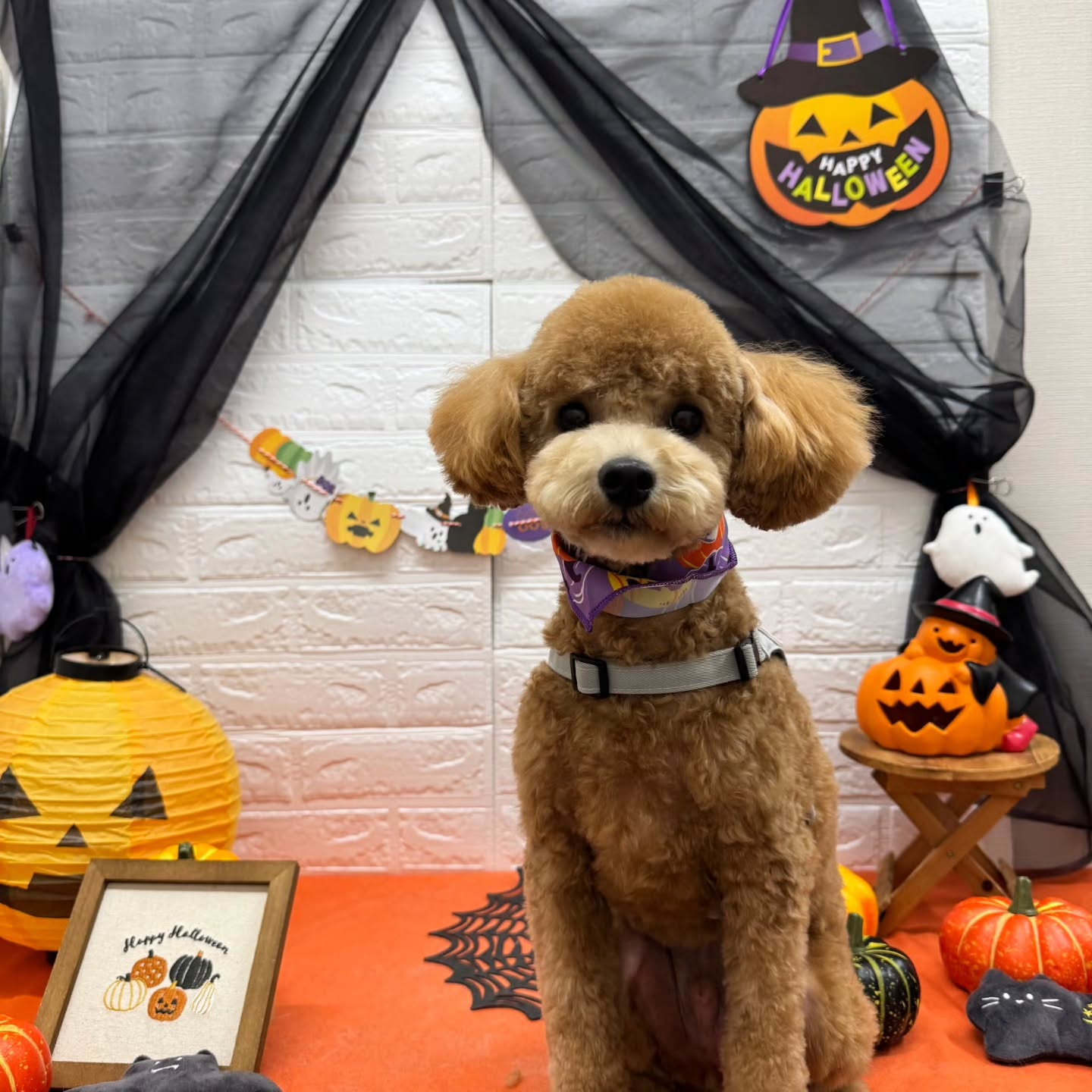 🎃🦇🕸🎃🦇🕸🎃🦇🕸