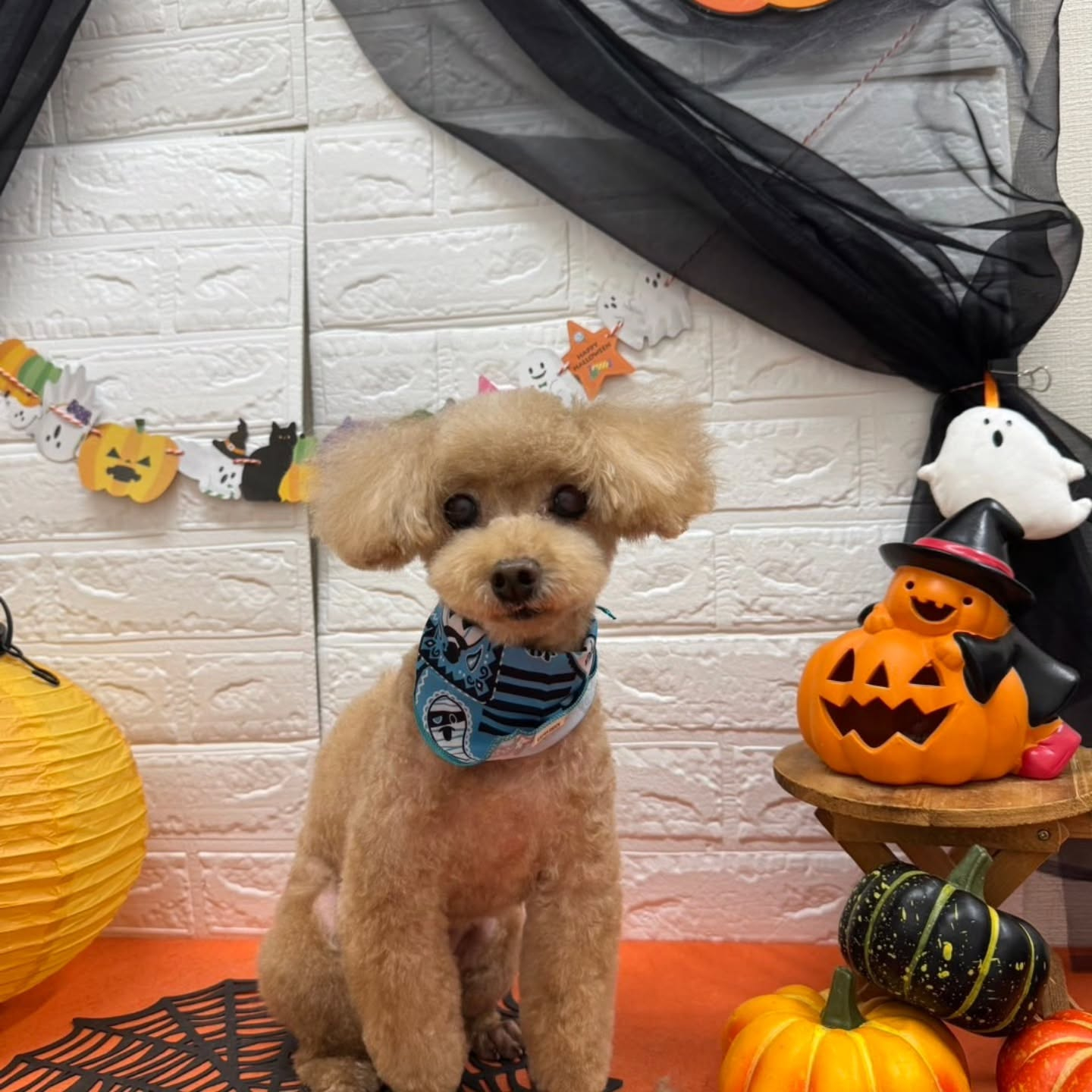 🎃🦇🕸🎃🦇🕸🎃🦇🕸