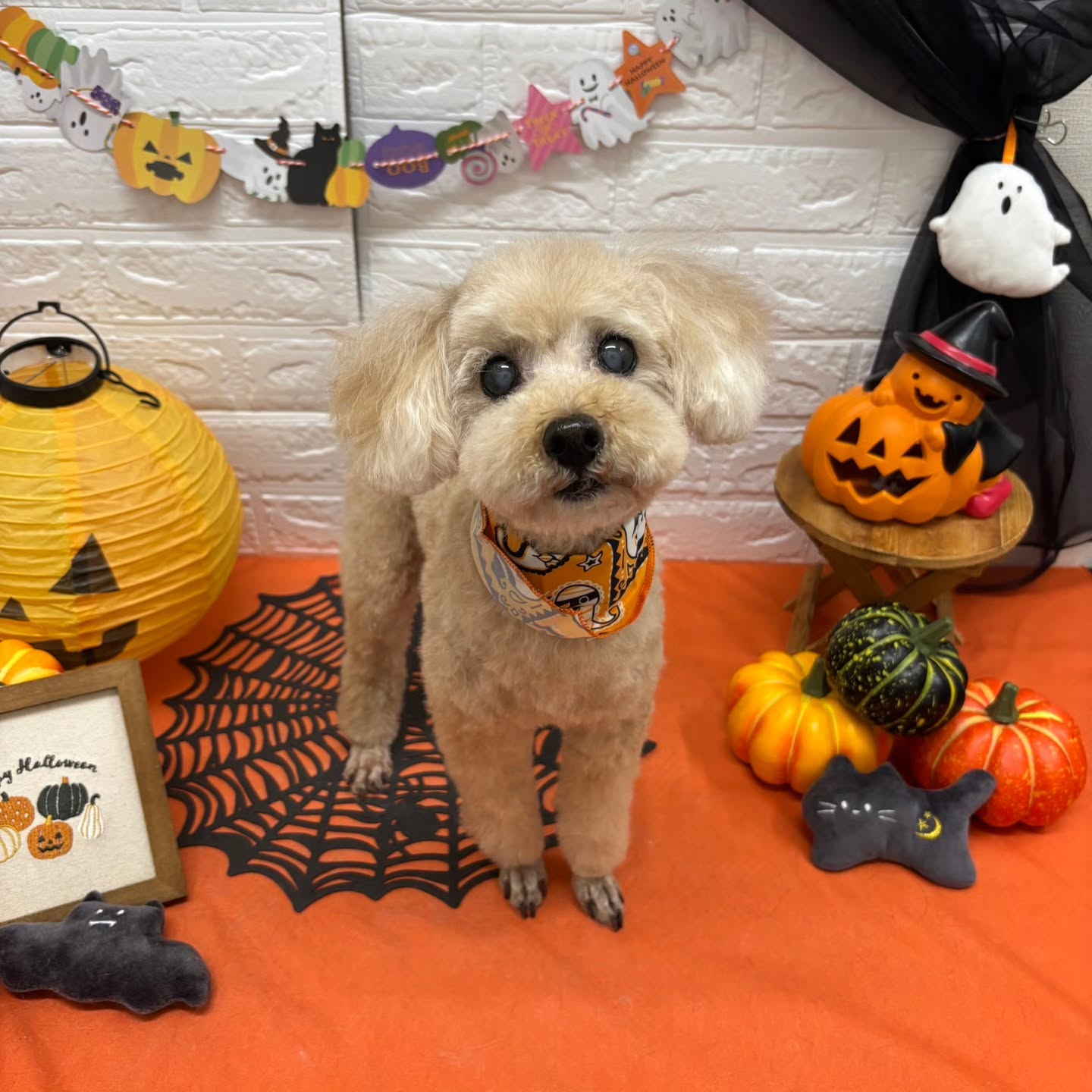 🎃🦇🕸🎃🦇🕸🎃🦇🕸