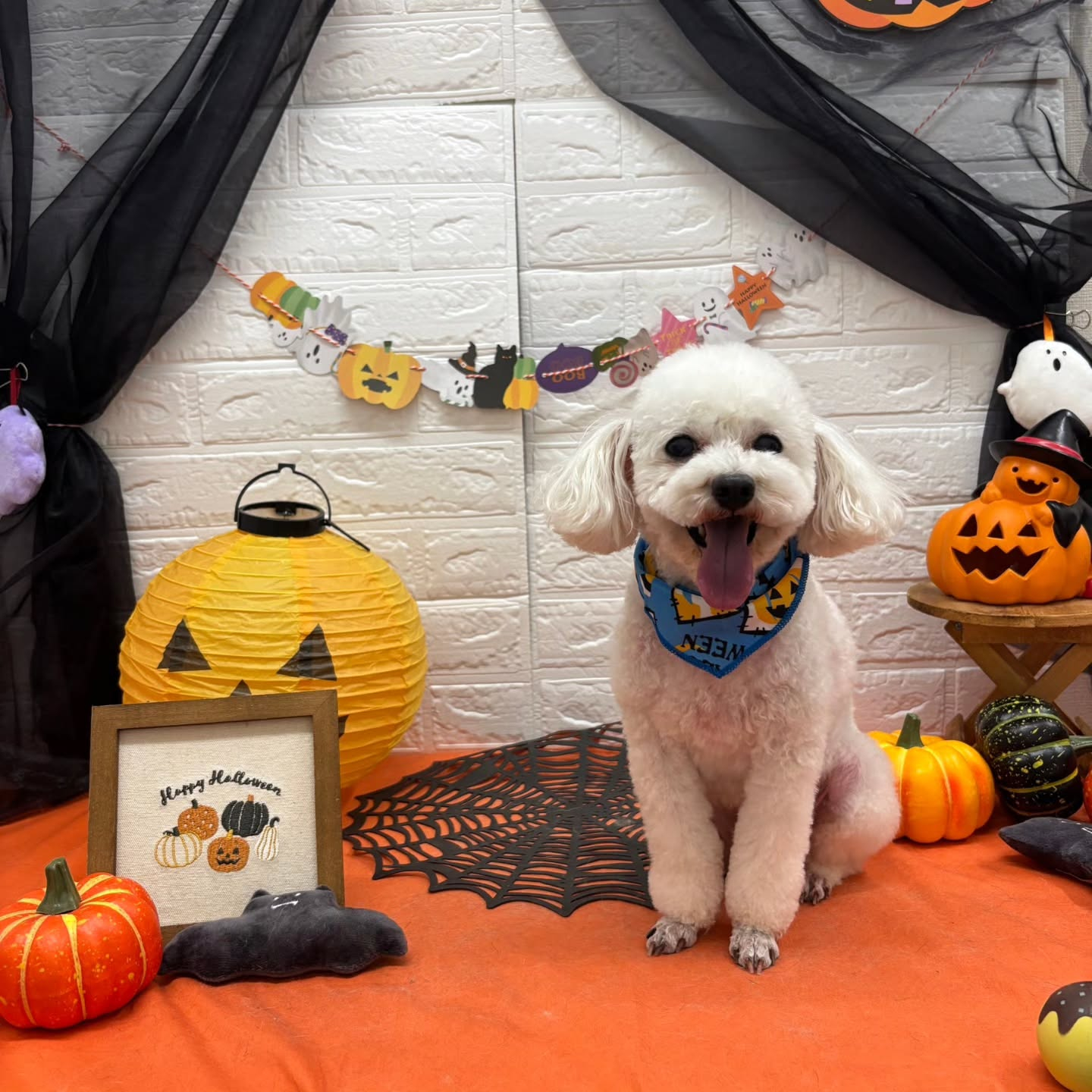 🎃🦇🕸🎃🦇🕸🎃🦇🕸