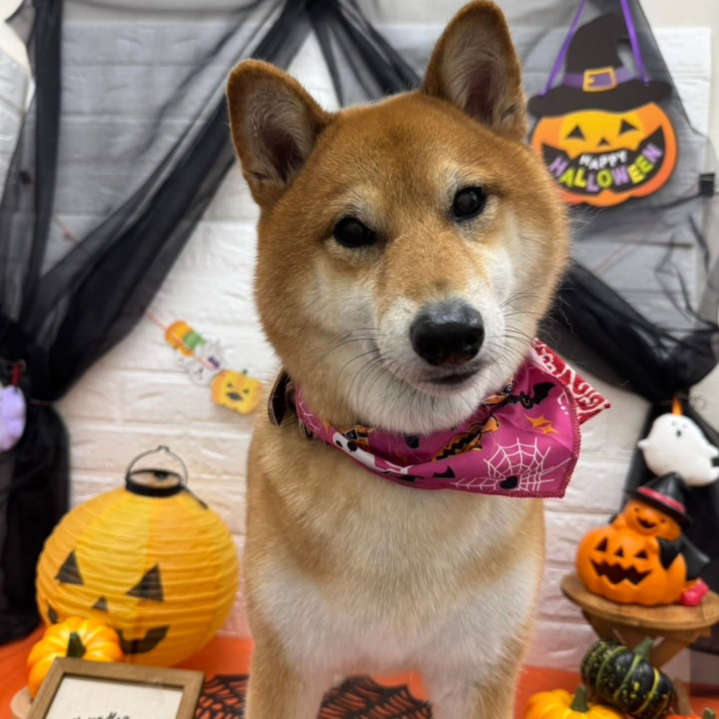 🎃🦇🕸🎃🦇🕸🎃🦇🕸