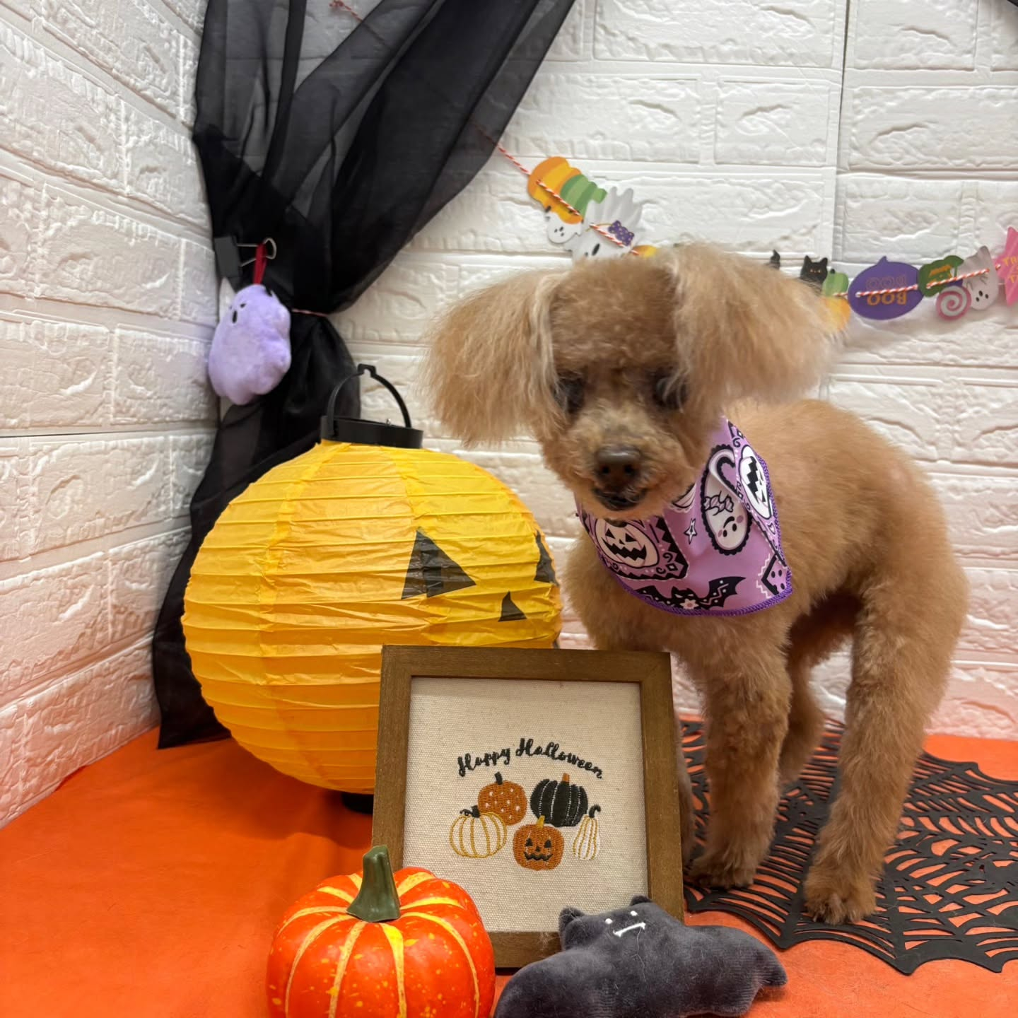 🎃🦇🕸🎃🦇🕸🎃🦇🕸