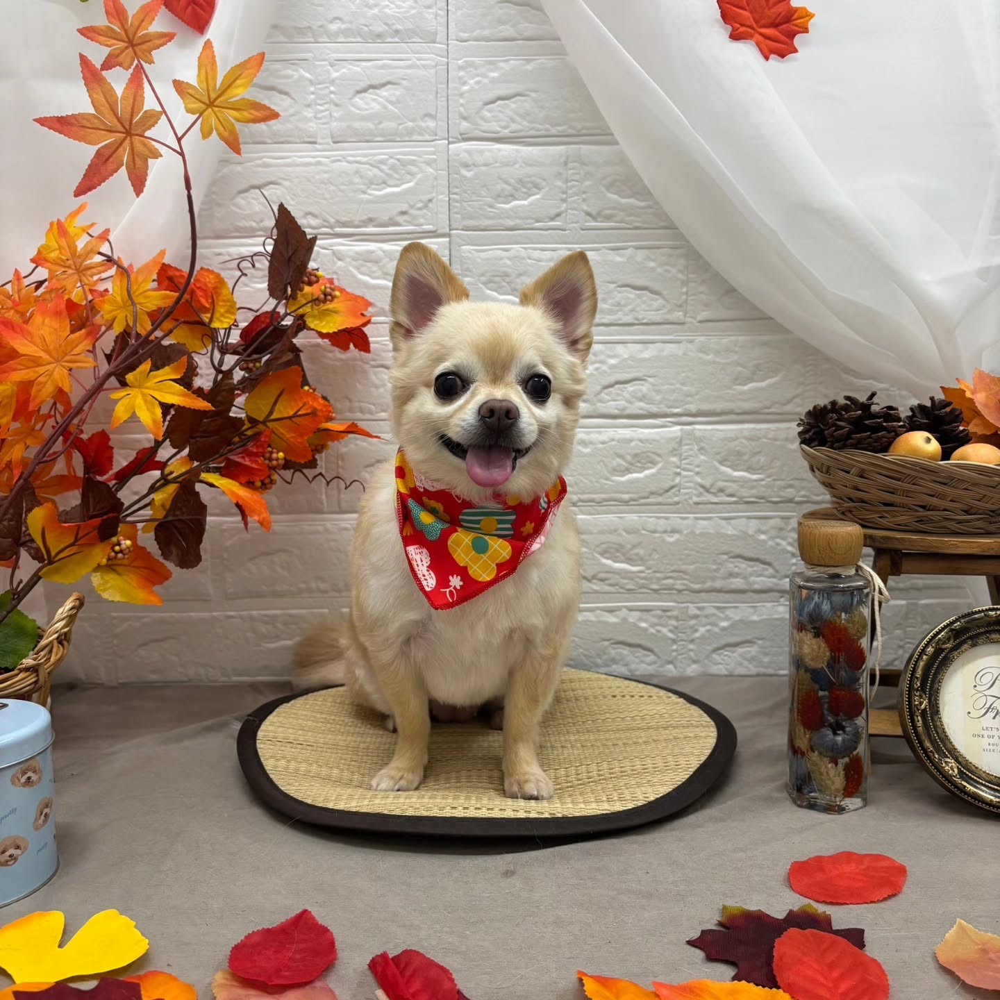 🍁🍁🍁🍁🍁🍁🍁🍁🍁🍁