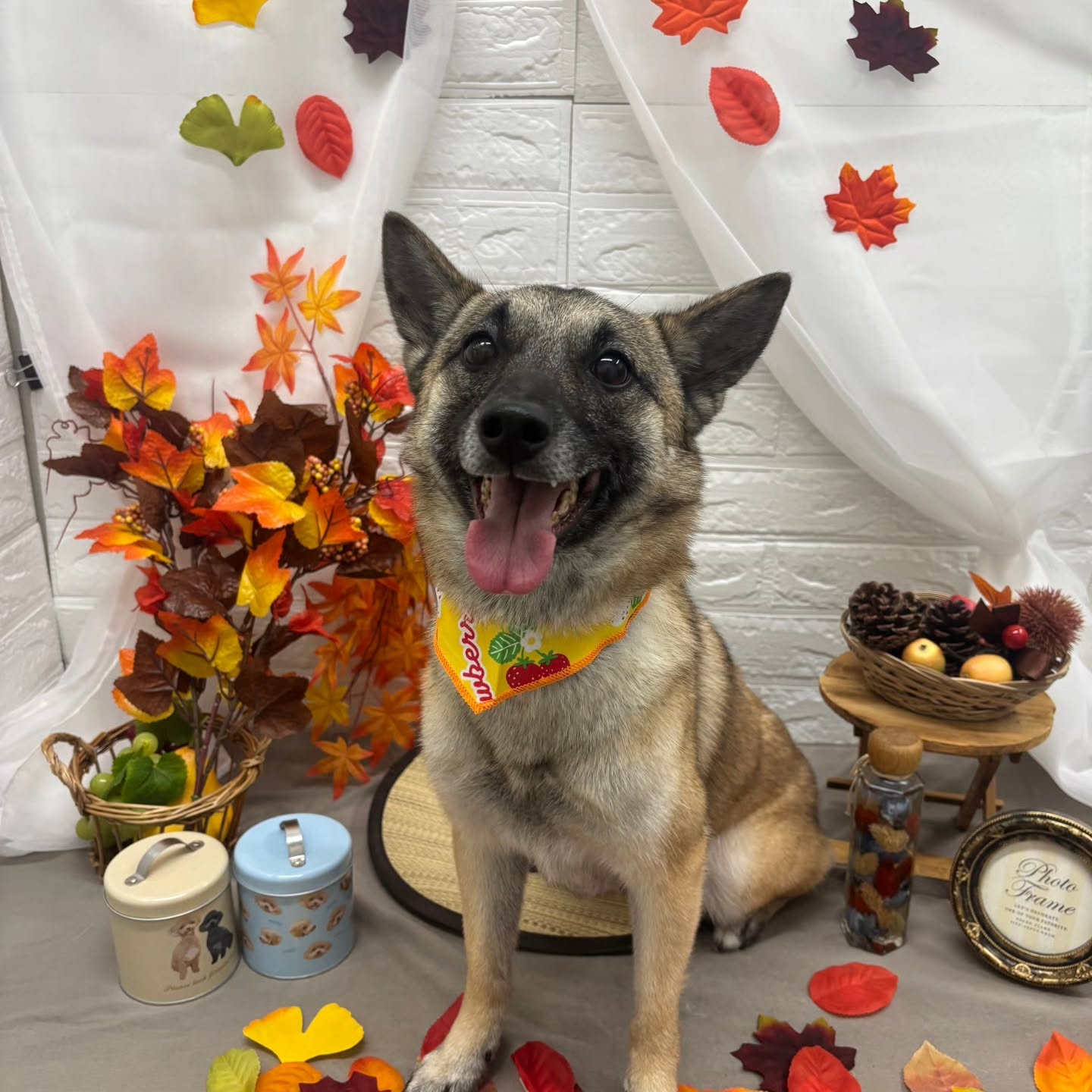 🍁🍁🍁🍁🍁🍁🍁🍁🍁🍁