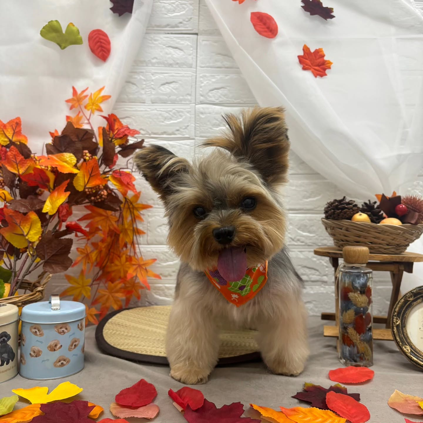 🍁🍁🍁🍁🍁🍁🍁🍁🍁🍁