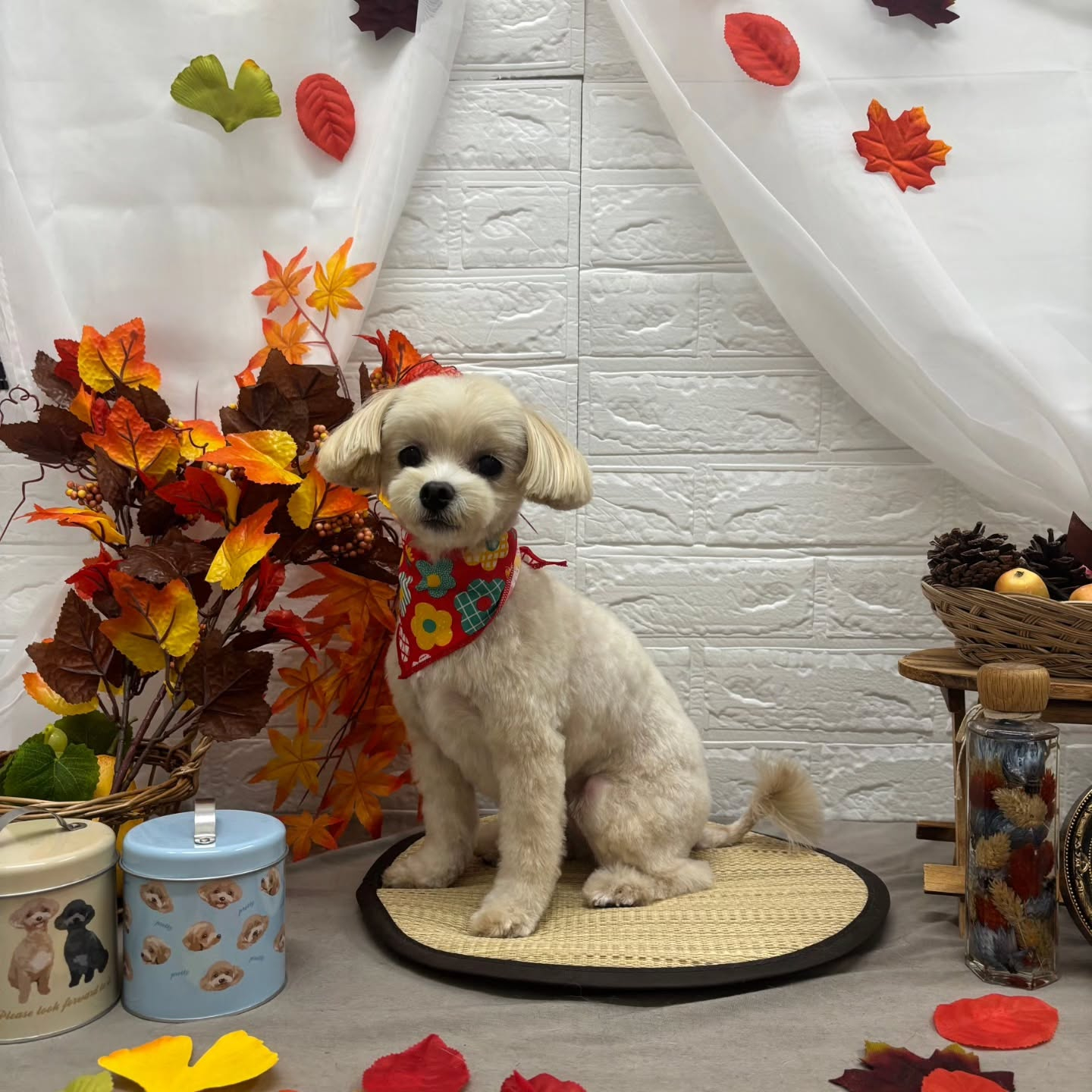 🍁🍁🍁🍁🍁🍁🍁🍁🍁🍁