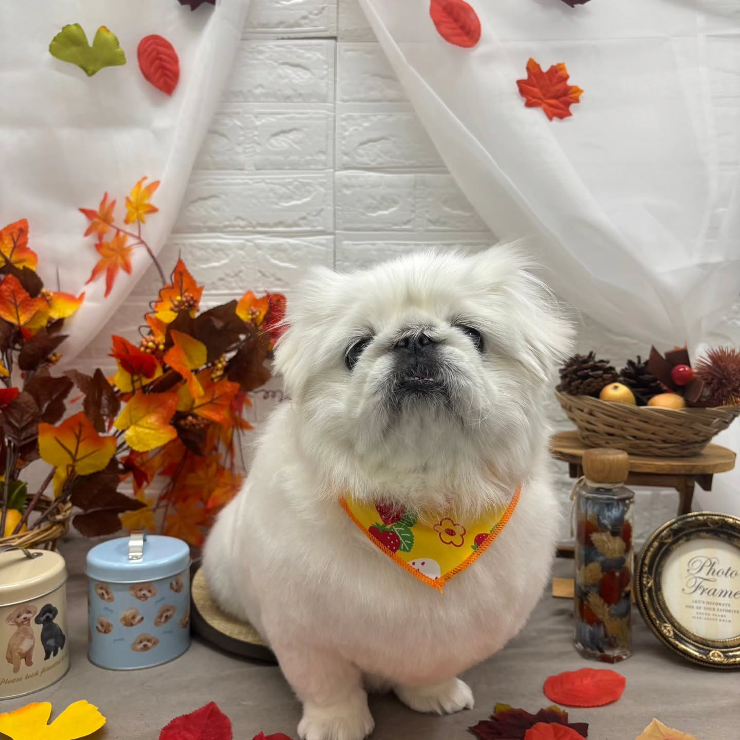 🍁🍁🍁🍁🍁🍁🍁🍁🍁🍁