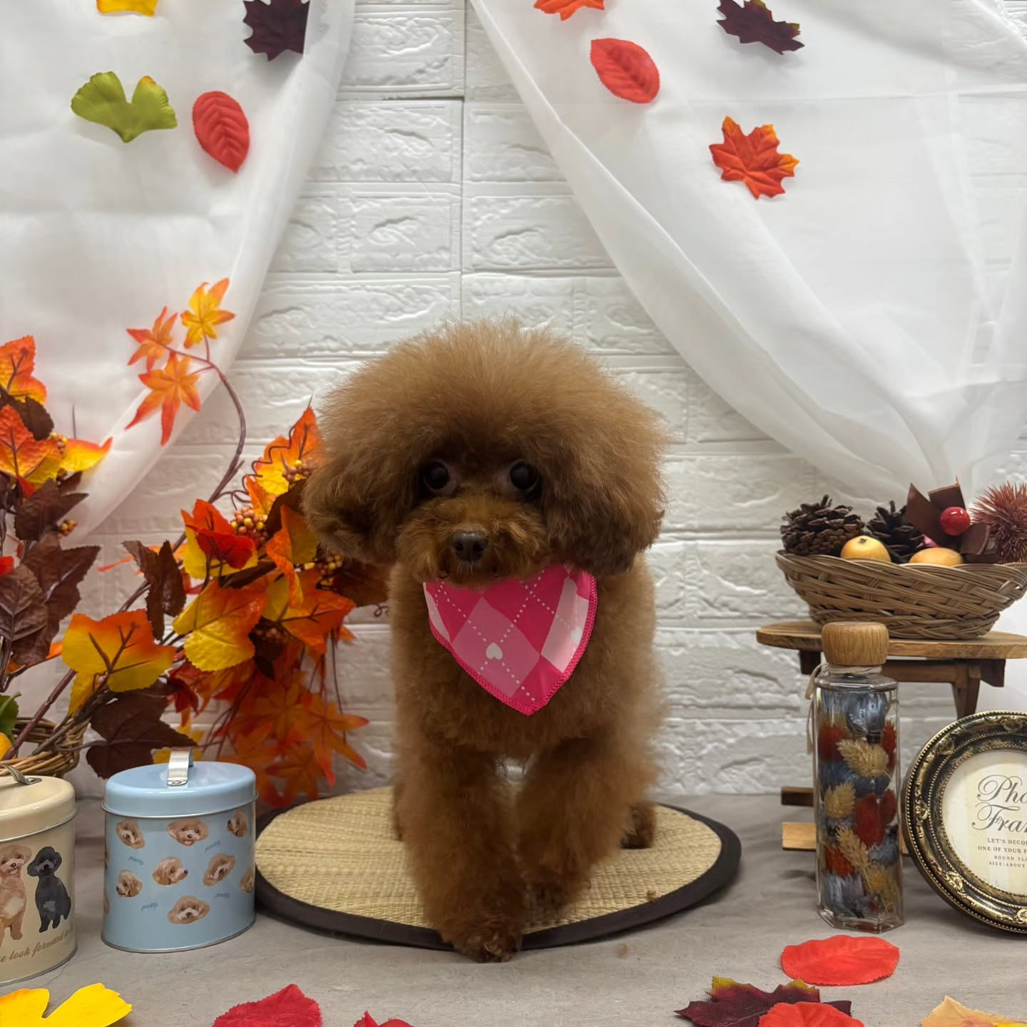 🍁🍁🍁🍁🍁🍁🍁🍁🍁🍁