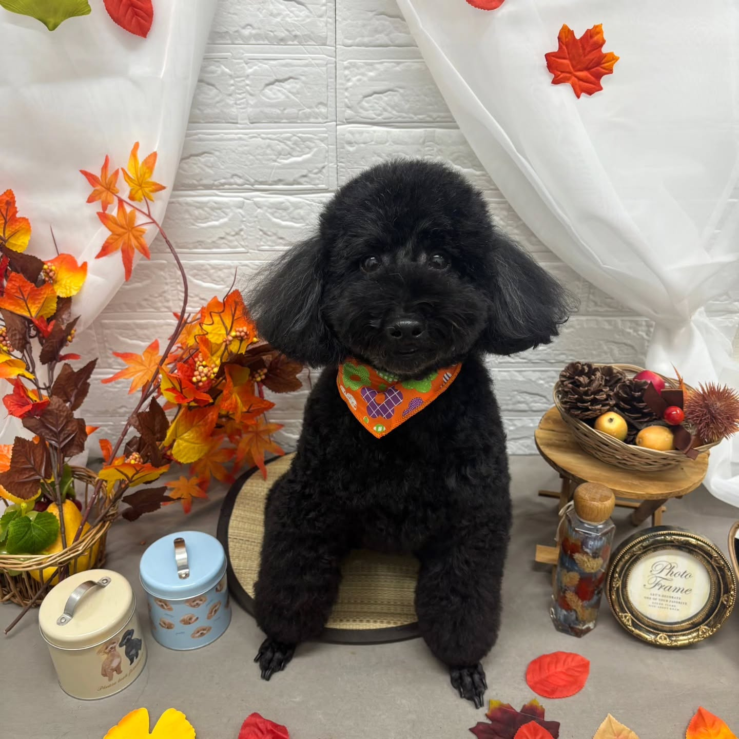 🍁🍁🍁🍁🍁🍁🍁🍁🍁🍁