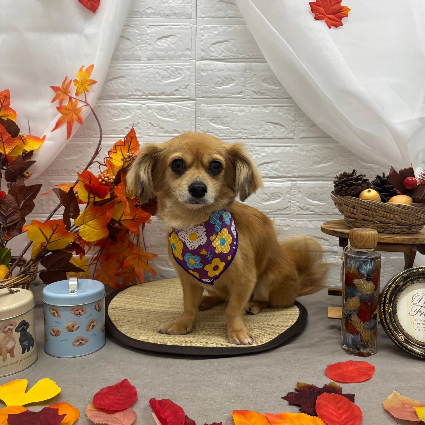 🍁🍁🍁🍁🍁🍁🍁🍁🍁🍁