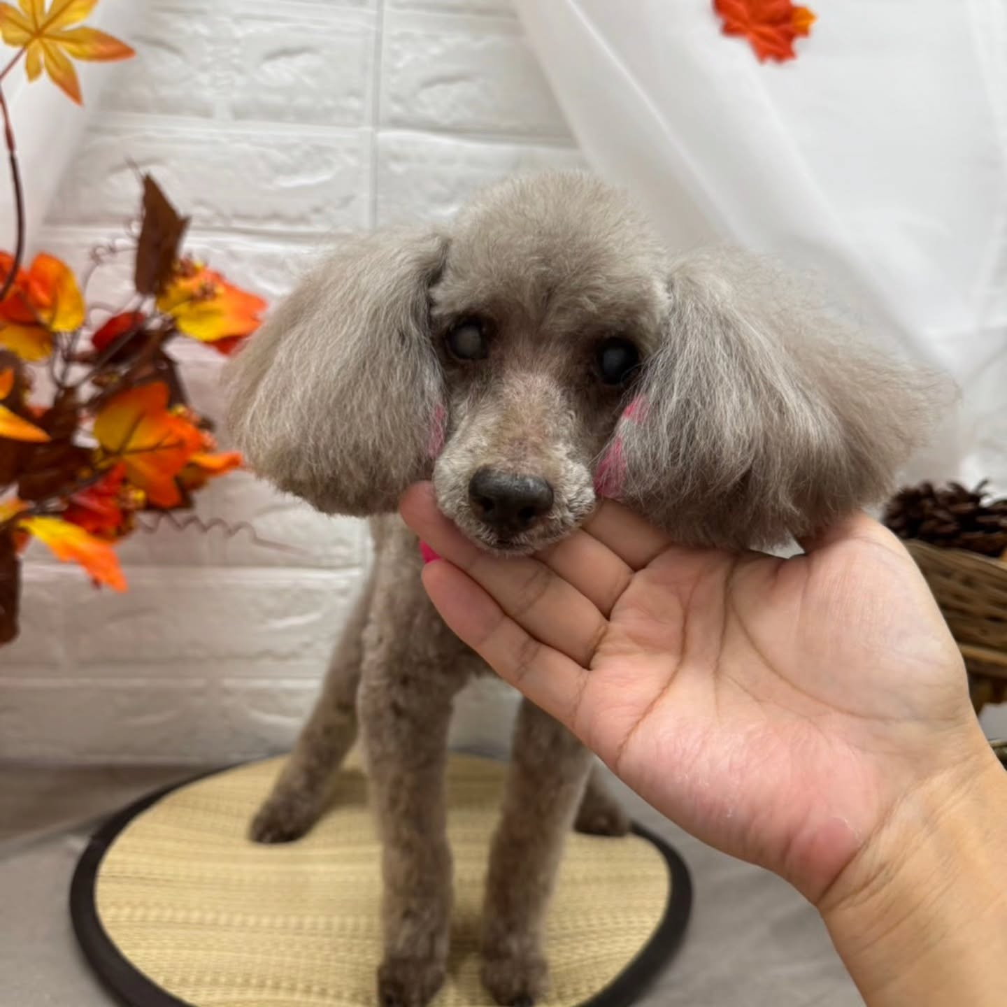 🍠🍠🍠🍠🍠🍠🍠🍠🍠🍠🍠🍠