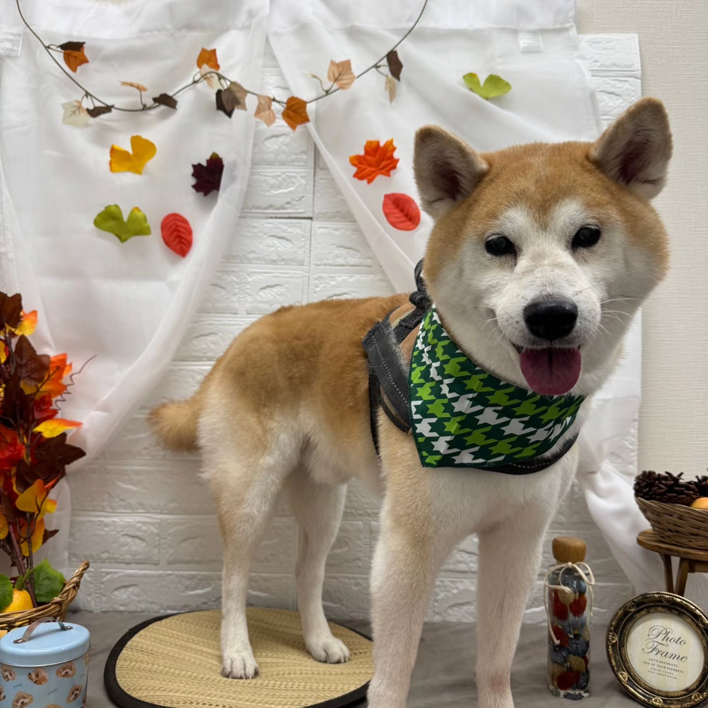 🍠🍠🍠🍠🍠🍠🍠🍠🍠🍠🍠🍠