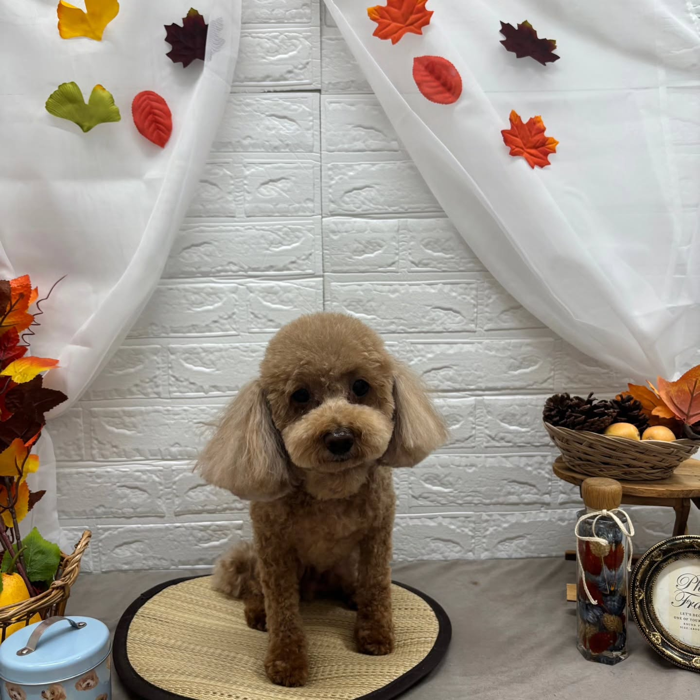 🍠🍠🍠🍠🍠🍠🍠🍠🍠🍠🍠🍠