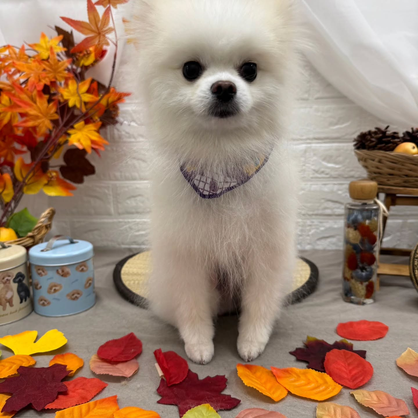 🍠🍠🍠🍠🍠🍠🍠🍠🍠🍠🍠🍠