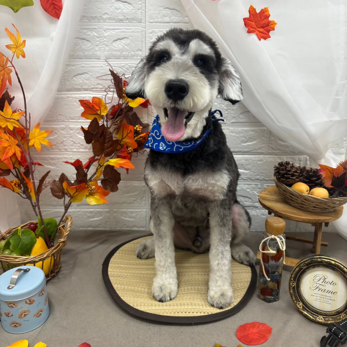 🍠🍠🍠🍠🍠🍠🍠🍠🍠🍠🍠🍠