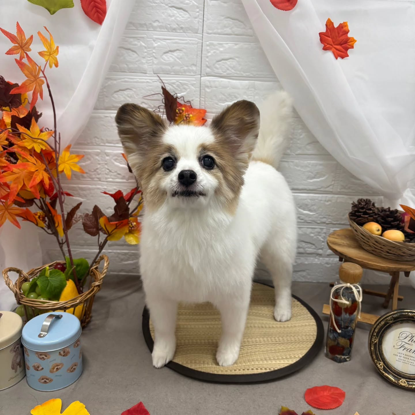 🍠🍠🍠🍠🍠🍠🍠🍠🍠🍠🍠🍠