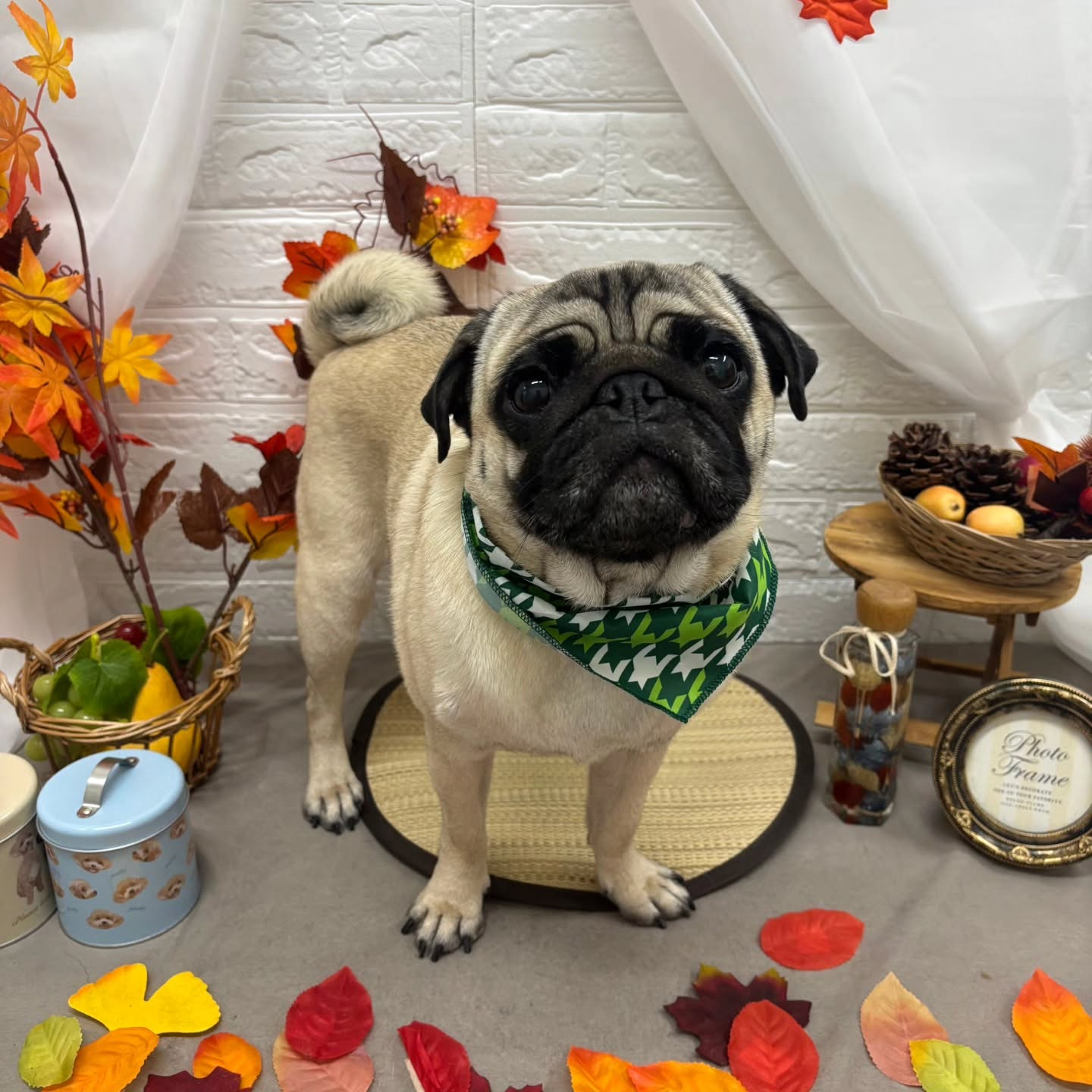 🍠🍠🍠🍠🍠🍠🍠🍠🍠🍠🍠🍠