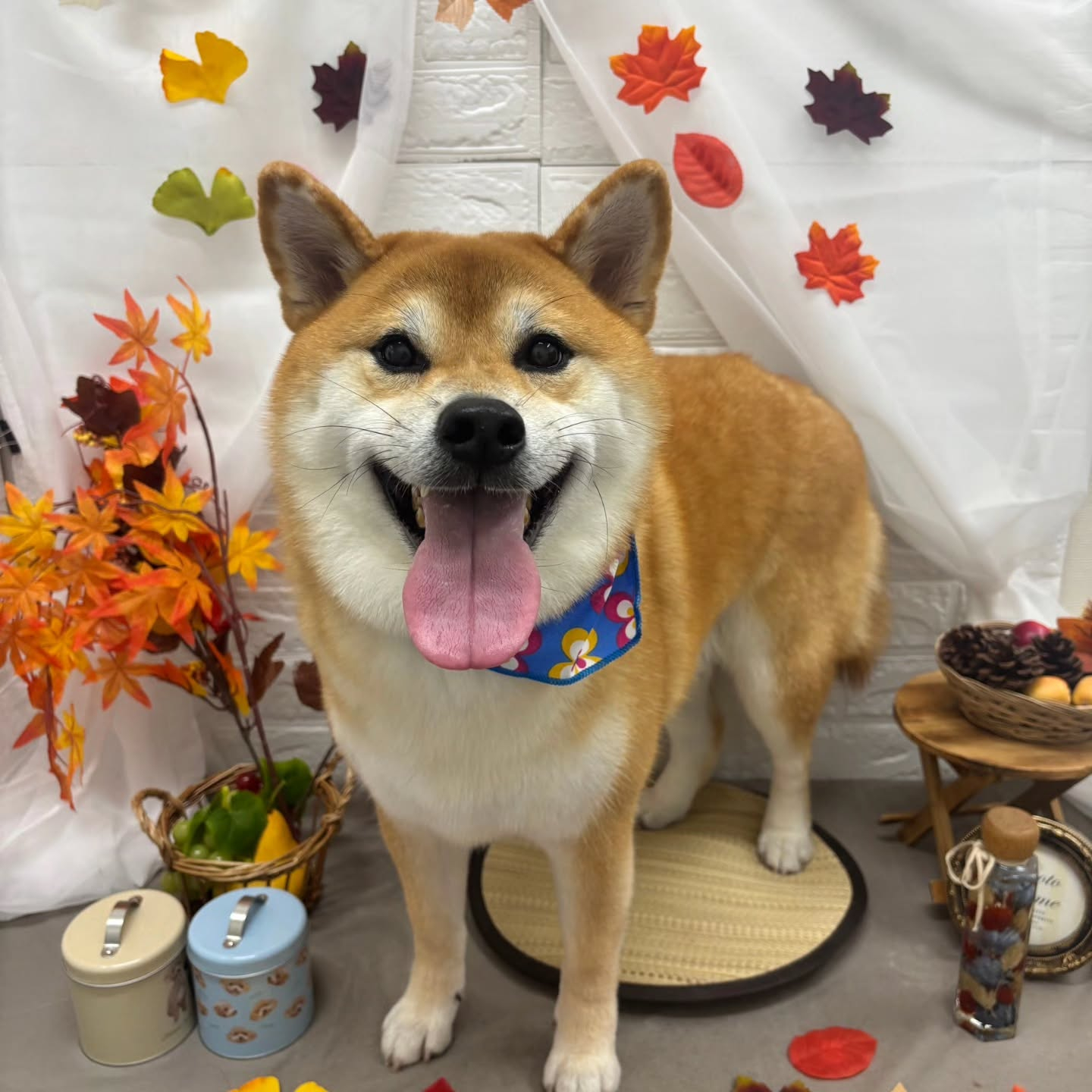 🍠🍠🍠🍠🍠🍠🍠🍠🍠🍠🍠🍠