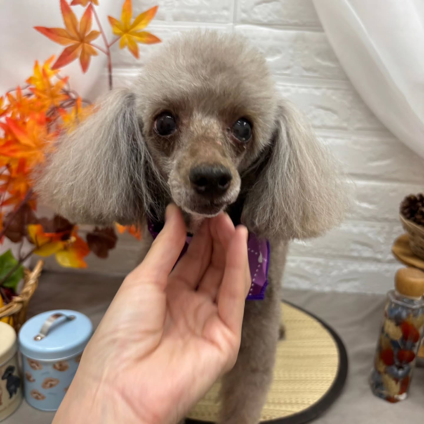 🍠🍠🍠🍠🍠🍠🍠🍠🍠🍠🍠🍠