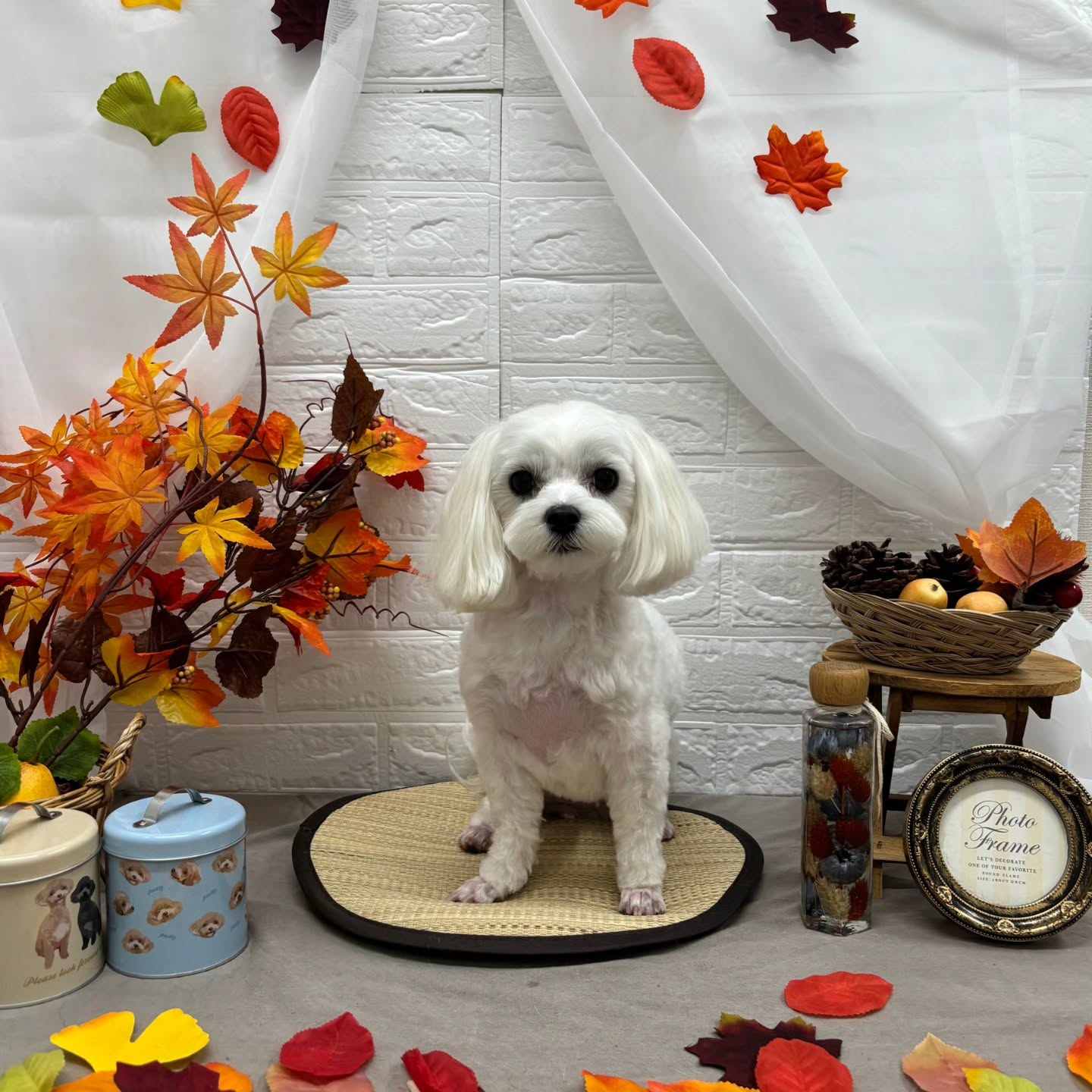 🍠🍠🍠🍠🍠🍠🍠🍠🍠🍠🍠🍠