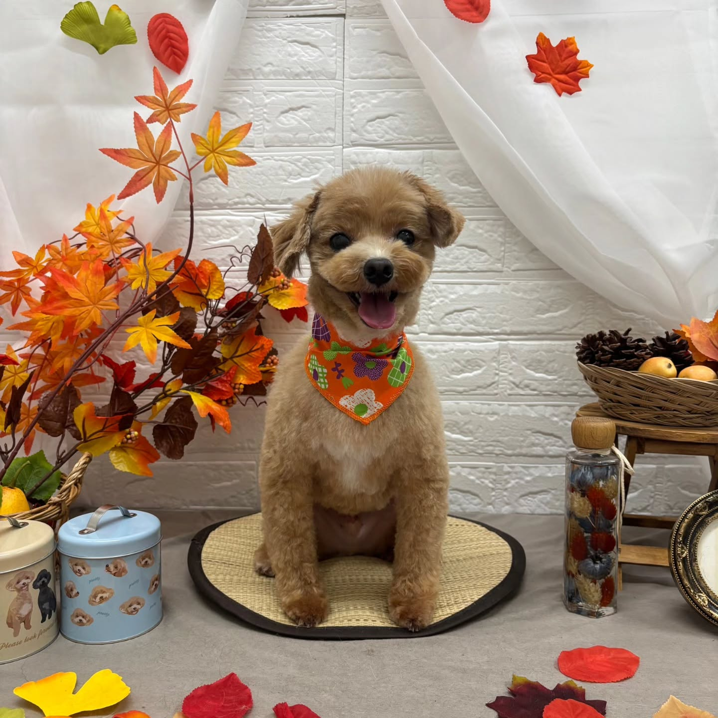 🍠🍠🍠🍠🍠🍠🍠🍠🍠🍠🍠🍠